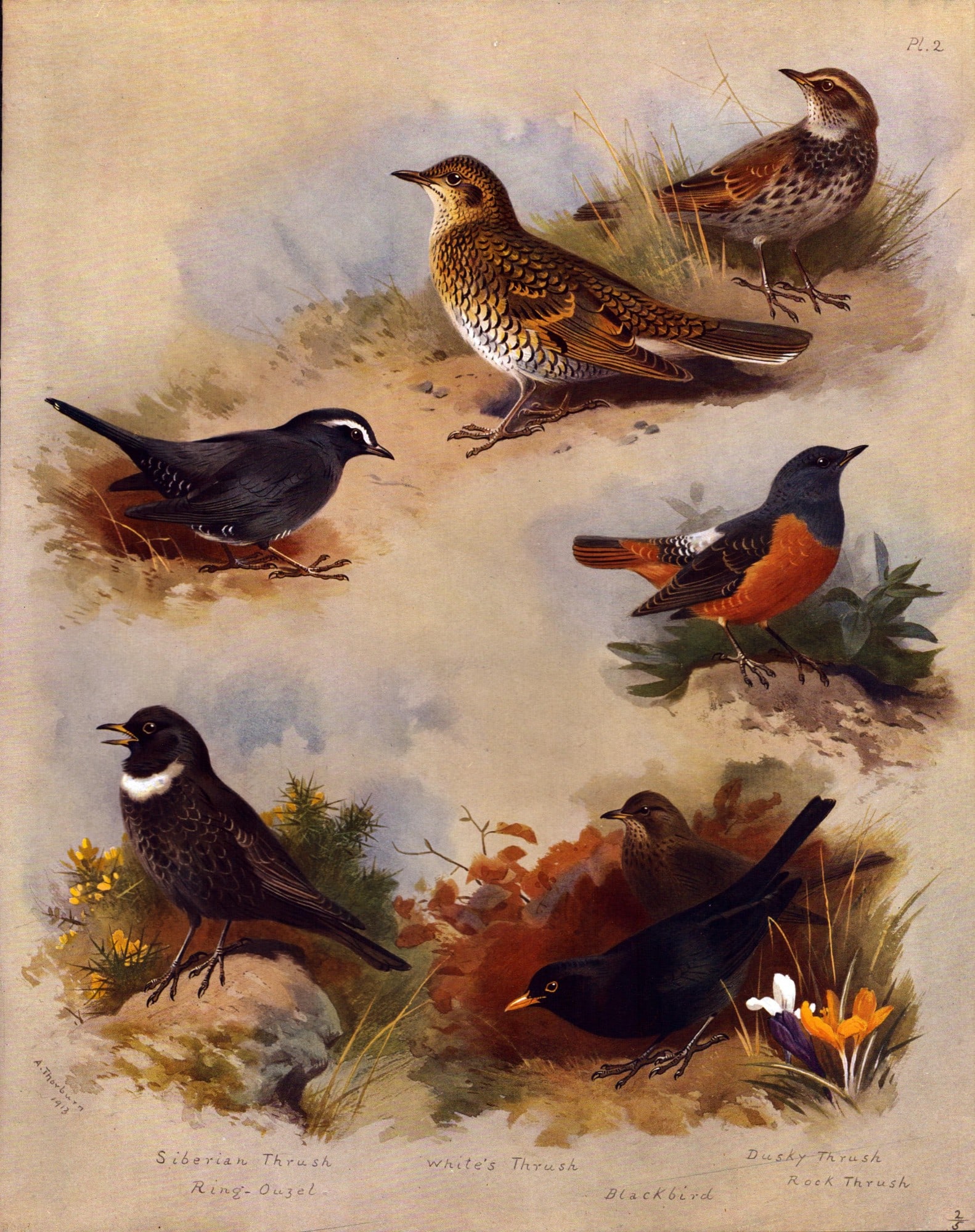 Thorburn Antique Scarce 2nd Edition Large Bird Lithograph The Thrush Family-2.: Title: Thorburn Antique Scarce 2nd Edition Large Bird Lithograph The Thrush Family-2. Description: This Antique Edition Illustration Was Removed from an Edition of. Archibald Thorburn, British Birds
