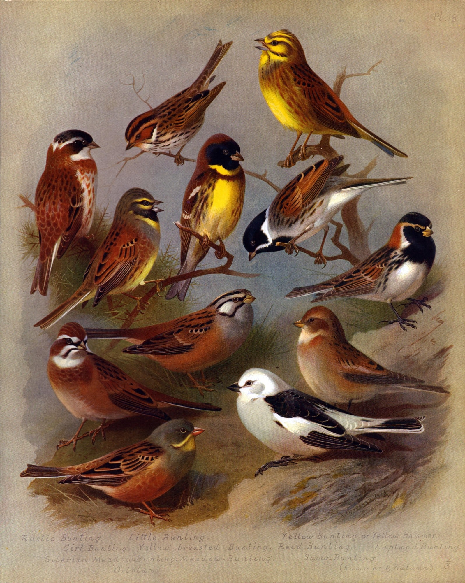 Thorburn Antique Scarce 2nd Edition Bird Print Bunting, Hammer, Ortolan-18 (1 of 2)