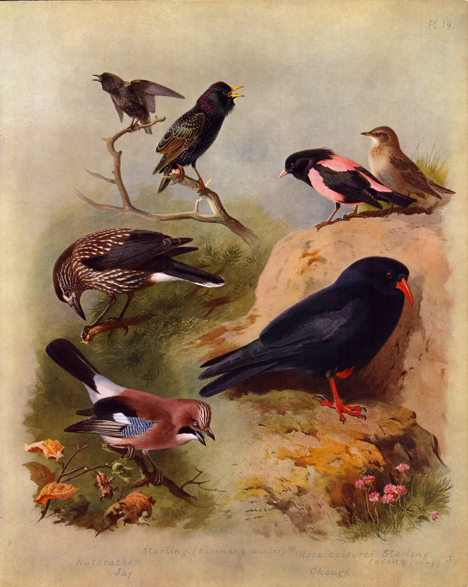 Thorburn Antique Scarce Bird Lithograph Starling, Nutcracker, Jay,-19.: Title: Thorburn Antique Scarce Bird Lithograph Starling, Nutcracker, Jay,-19. Description: This Antique Edition Illustration Was Removed from an Edition of. Archibald Thorburn, British Birds