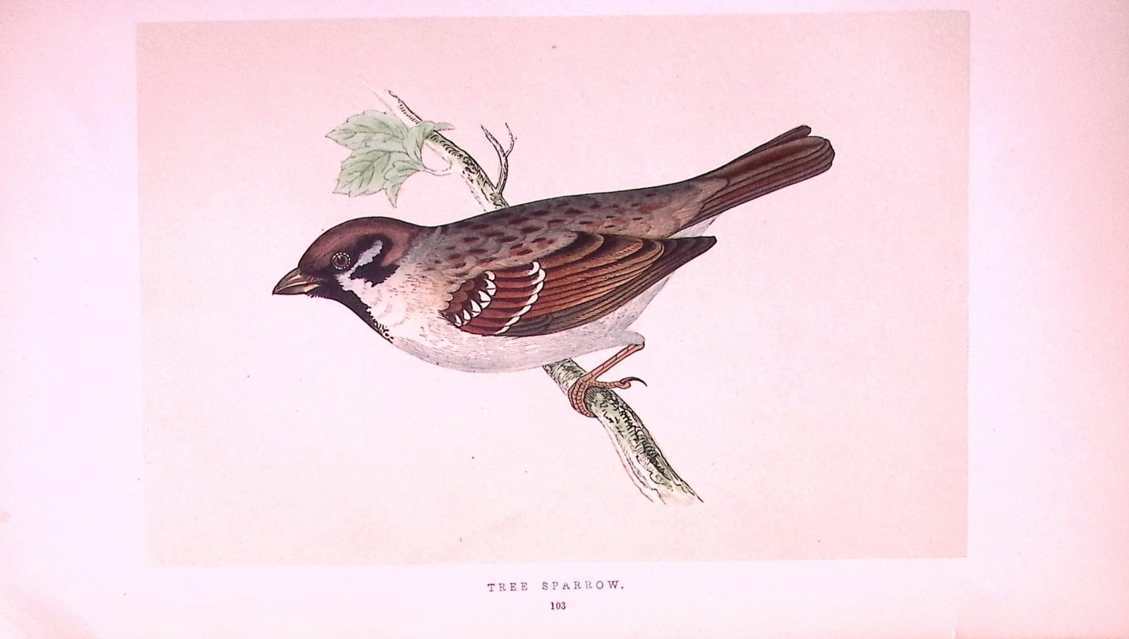 Tree Sparrow Rev Morris First Edition Antique Woodblock Engraving-157: Title: Tree Sparrow Rev Morris First Edition Antique Woodblock Engraving-157 Description: This Chromolithographic Woodblock Engraving Has Been Removed from a First Antique Edition of. Rev F O M