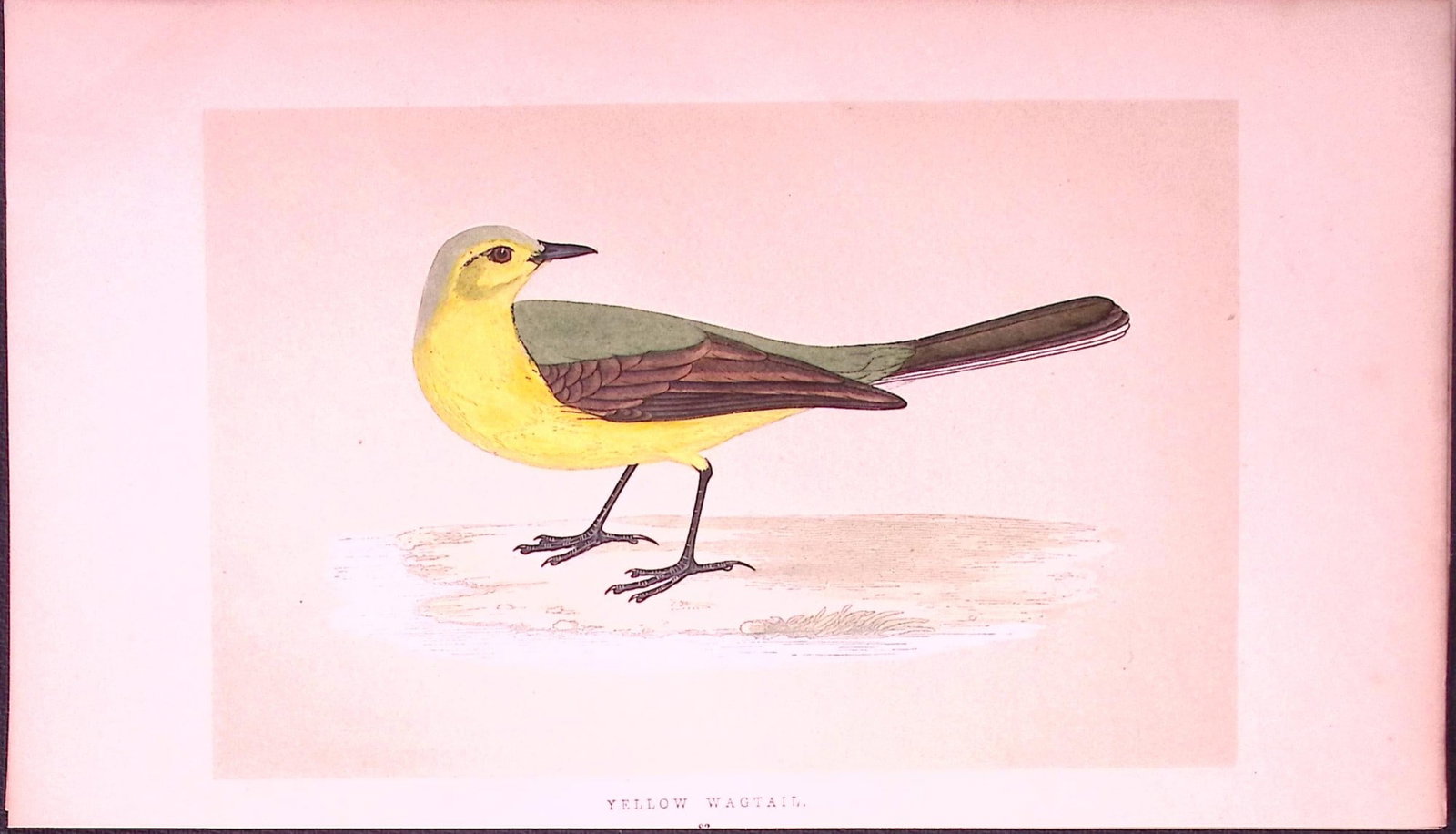 Yellow Wagtail Bird- Rev Morris First Edition Antique Woodblock Engraving-137: Title: Yellow Wagtail Bird- Rev Morris First Edition Antique Woodblock Engraving-137 Description: This Chromolithographic Woodblock Engraving Has Been Removed from a First Antique Edition of. <