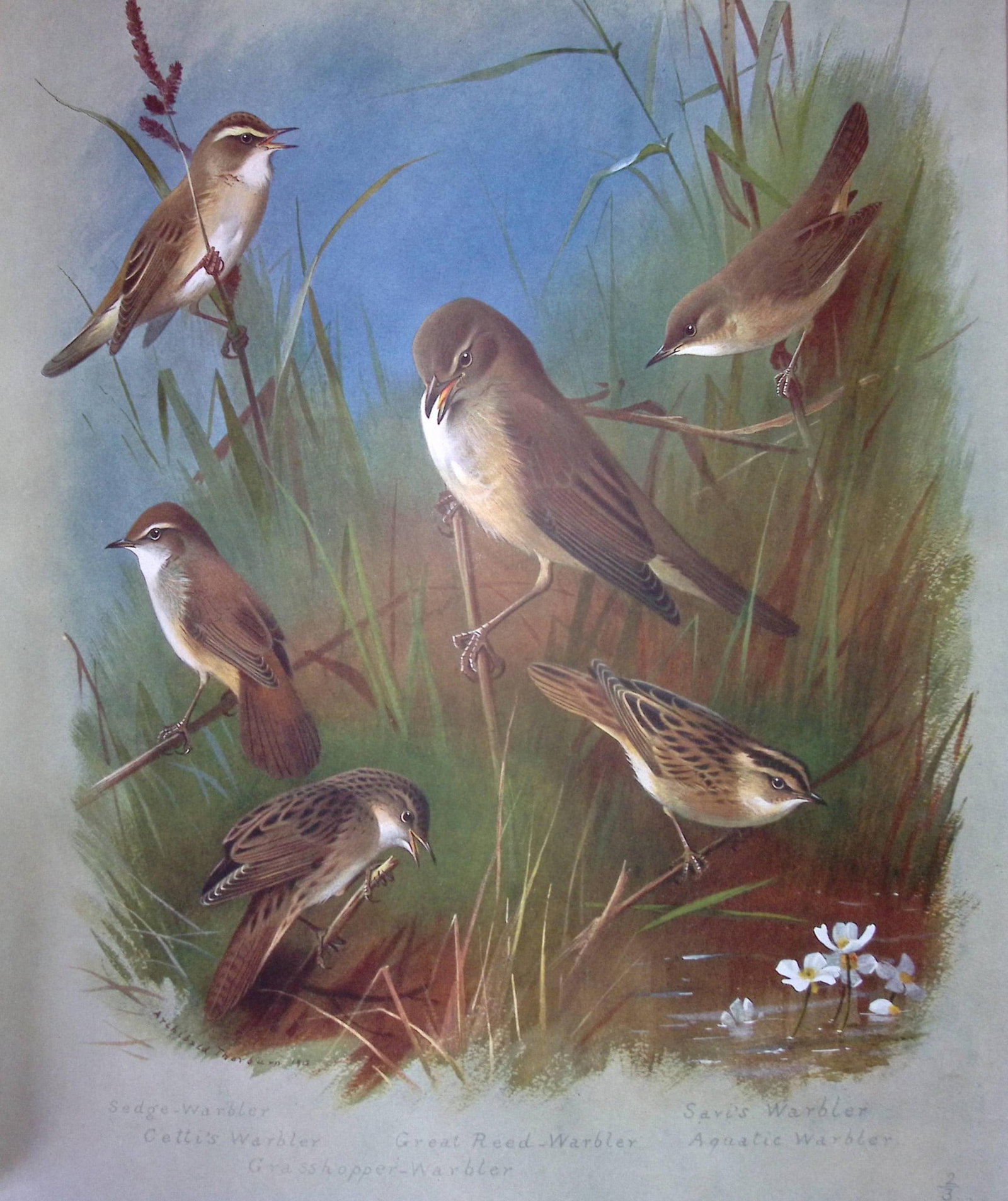 Archibald Thorburn Birds Antique Scarce Lithograph The Warbler Family-8: Title: Archibald Thorburn Birds Antique Scarce Lithograph The Warbler Family-8 Description: This Antique Edition Illustration Was Removed from an Edition of. Archibald Thorburn, British Bi