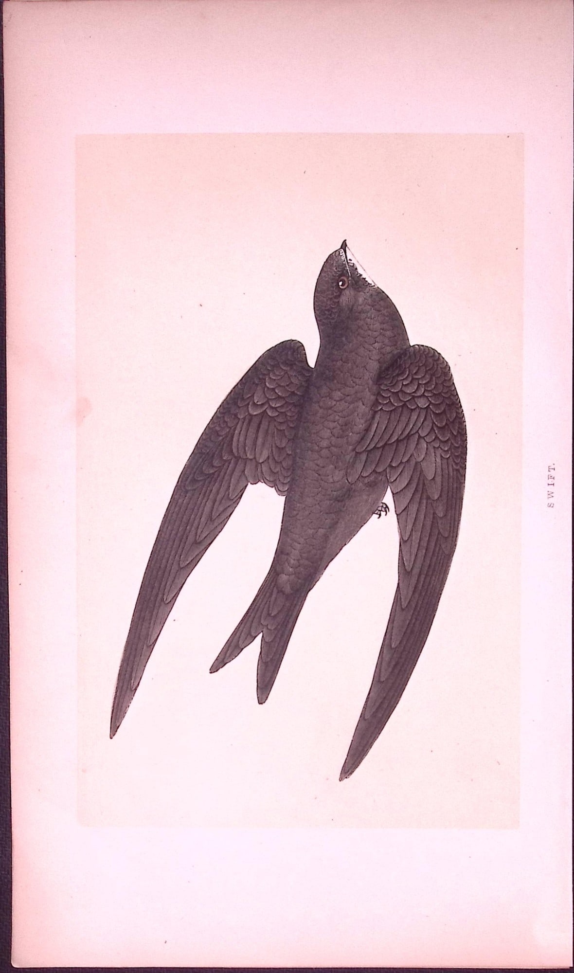Swift Bird- Rev Morris First Edition Antique Woodblock Engraving-127: Title: Swift Bird- Rev Morris First Edition Antique Woodblock Engraving-127 Description: This Chromolithographic Woodblock Engraving Has Been Removed from a First Antique Edition of. Rev F