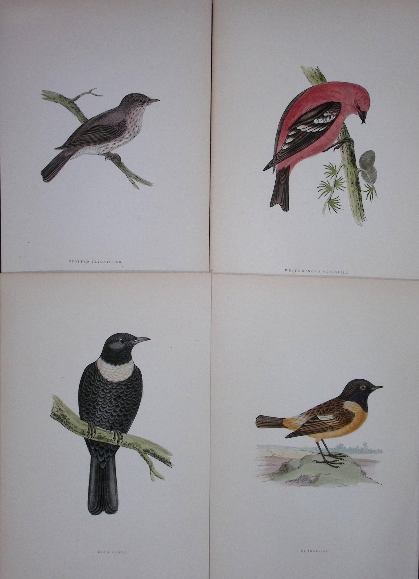 Job-Lot Rev Morris History of British Birds 130 Yrs-Old Antique Engravings-14: Title: Job-Lot Rev Morris History of British Birds 130 Yrs-Old Antique Engravings-14 Description: These 4 Chromolithographic Engraved Plates Has Been Removed from an Antique Edition of. Rev F O