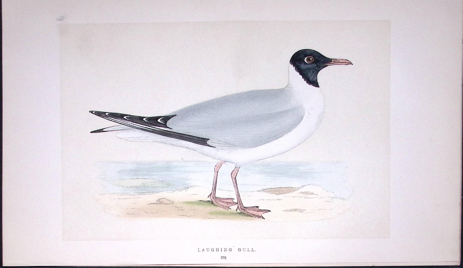 Laughing Gull Bird- Rev Morris First Edition Antique Woodblock Engraving-204: Title: Laughing Gull Bird- Rev Morris First Edition Antique Woodblock Engraving-204 Description: This Chromolithographic Woodblock Engraving Has Been Removed from a First Antique Edition of. Rev F O