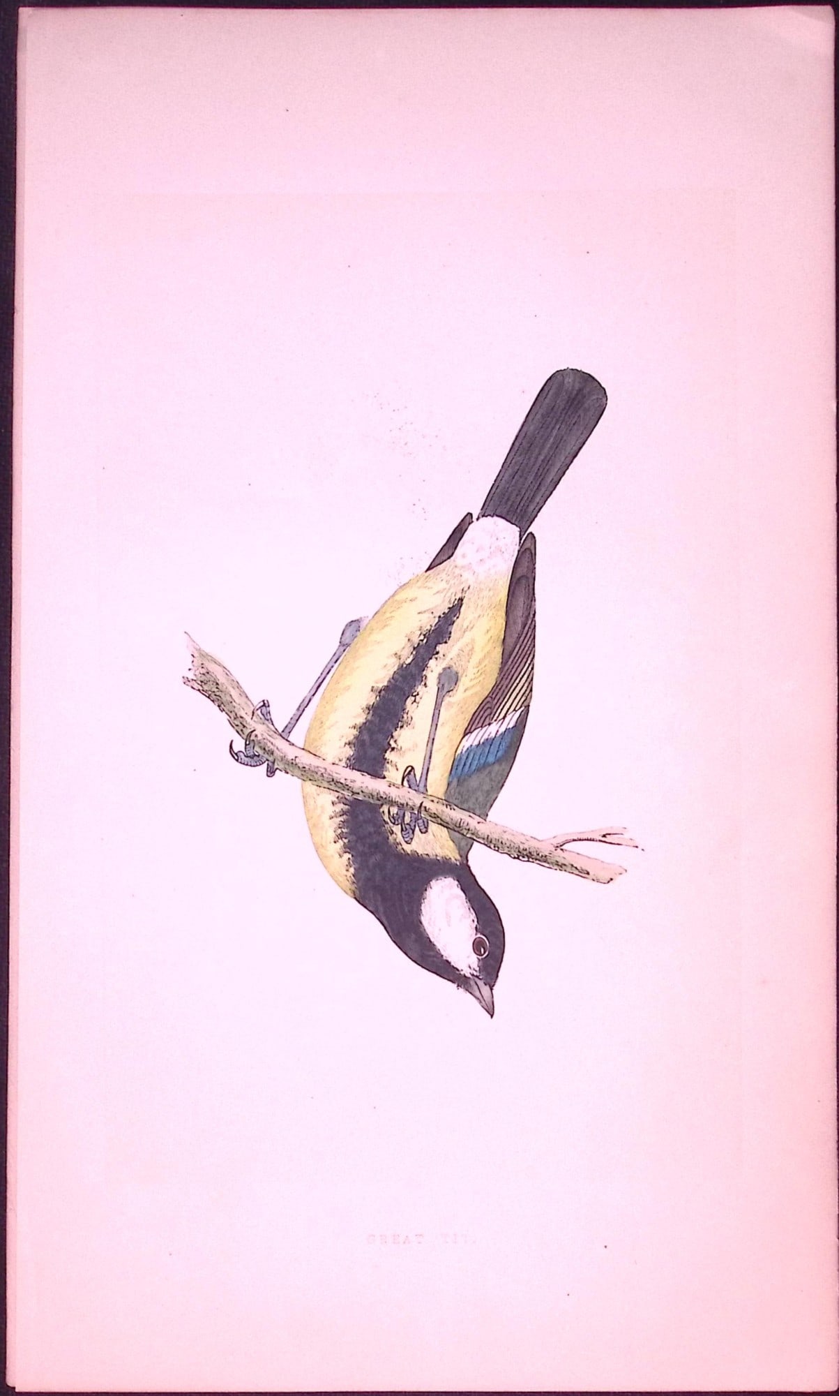 Great-Tit Bird- Rev Morris First Edition Antique Woodblock Engraving-36: Title: Great-Tit Bird- Rev Morris First Edition Antique Woodblock Engraving-36 Description: This Chromolithographic Woodblock Engraving Has Been Removed from a First Antique Edition of. Rev F O