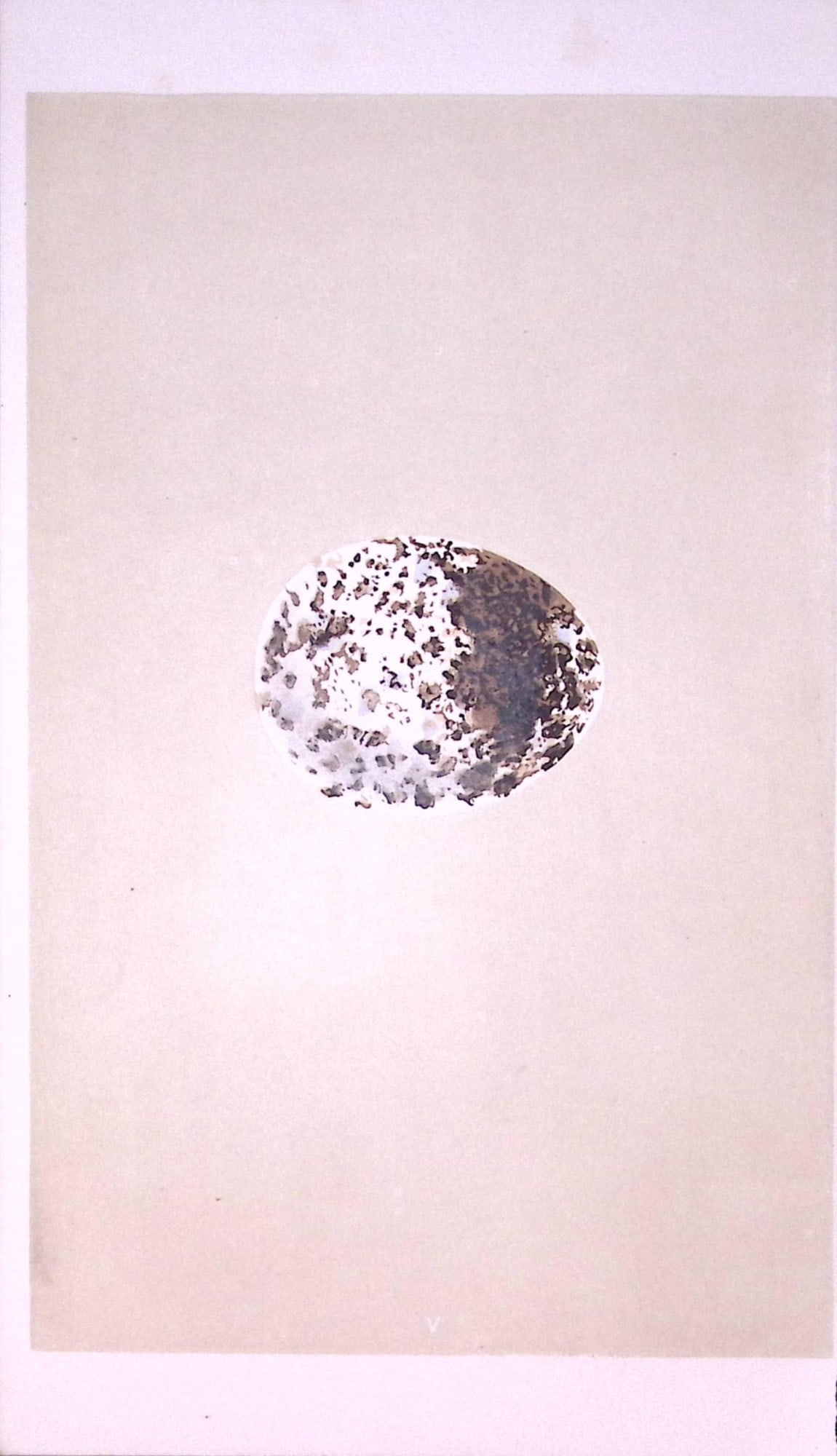 Spotted Eagle Bird Egg- Rev Morris First Edition Antique Woodblock Engraving-3: Title: Spotted Eagle Bird Egg- Rev Morris First Edition Antique Woodblock Engraving-3 Description: This Chromolithographic Woodblock Engraving Has Been Removed from a First Antique Edition of.