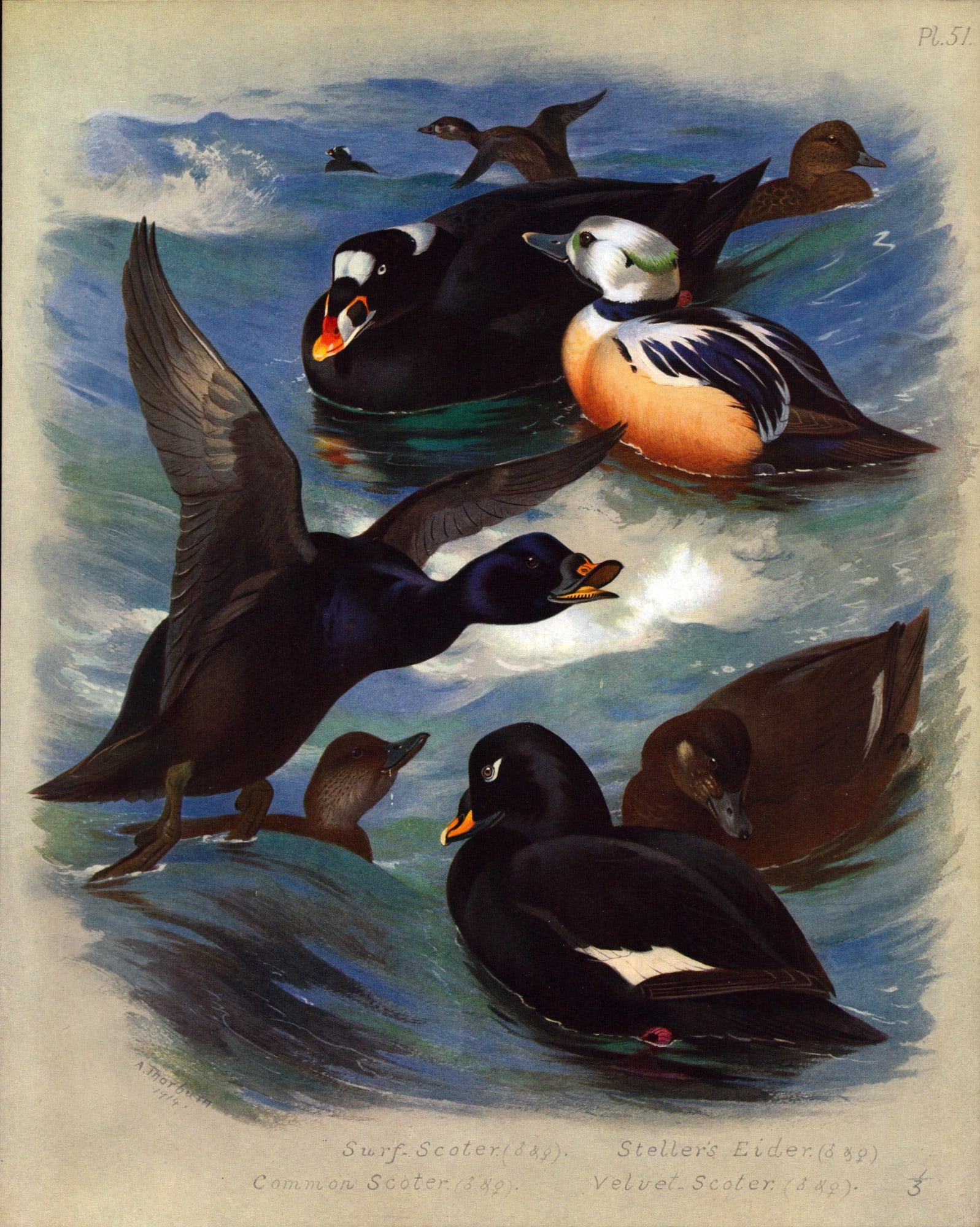 Archibald Thorburn Antique Scarce Large Bird Print The Duck Family -51.: Title: Archibald Thorburn Antique Scarce Large Bird Print The Duck Family -51. Description: This Antique Edition Illustration Was Removed from an Edition of. Archibald Thorburn, British Bi