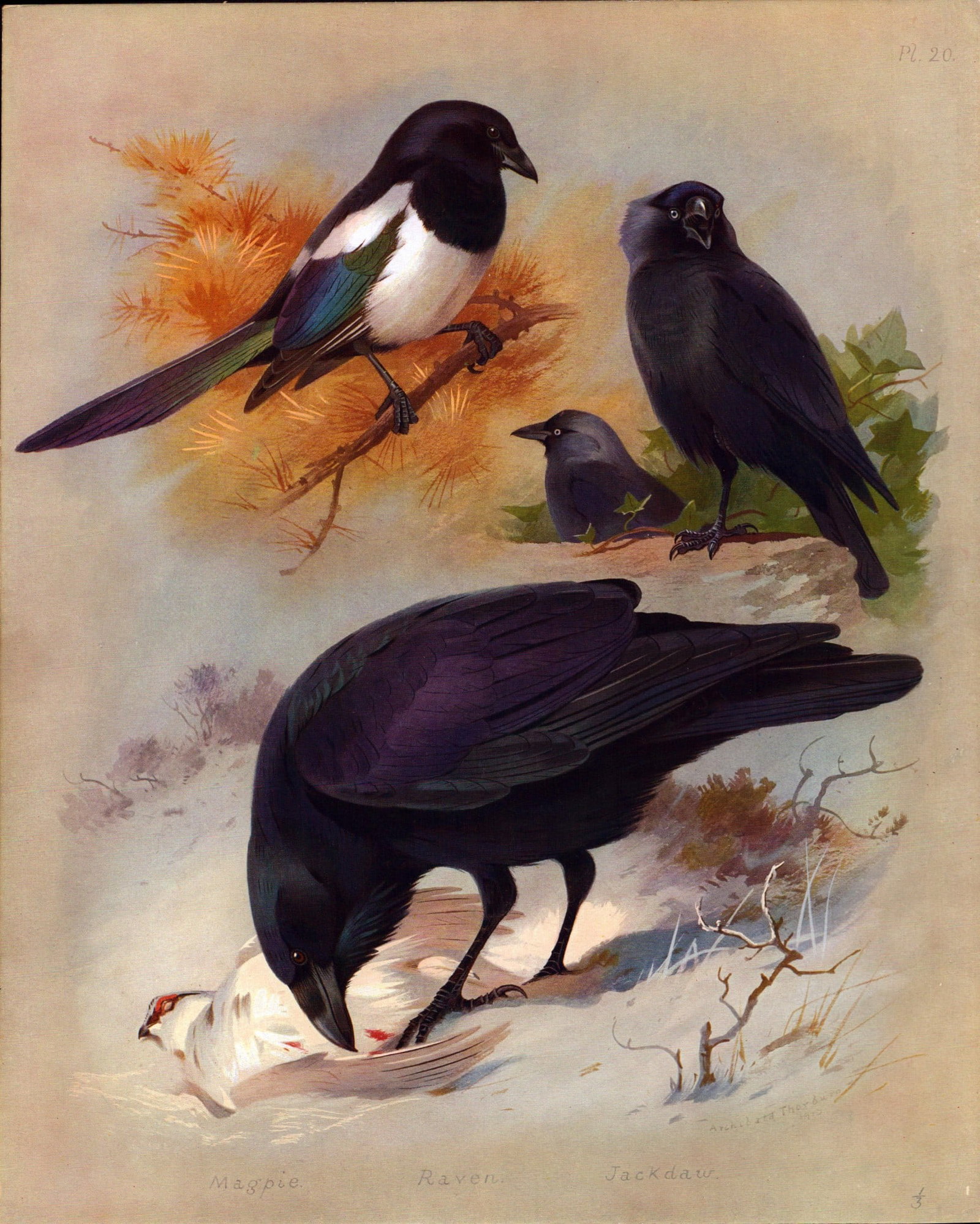 Thorburn Antique Scarce Bird Lithograph Magpie, Raven, Jackdaw-20.: Title: Thorburn Antique Scarce Bird Lithograph Magpie, Raven, Jackdaw-20. Description: This Antique Edition Illustration Was Removed from an Edition of. Archibald Thorburn, British Birds Longmans,
