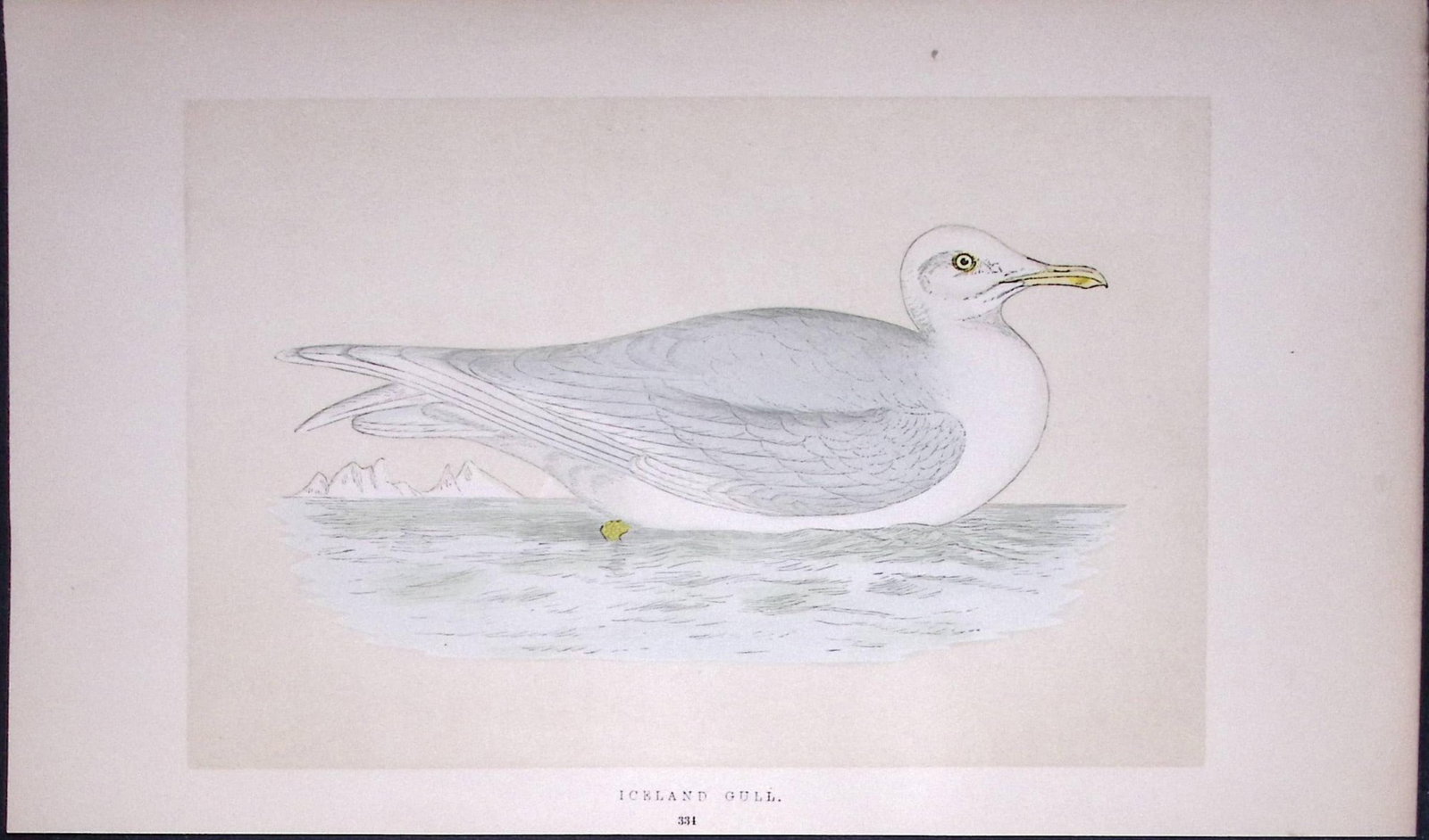 Iceland Gull Bird- Rev Morris First Edition Antique Woodblock Engraving-207: Title: Iceland Gull Bird- Rev Morris First Edition Antique Woodblock Engraving-207 Description: This Chromolithographic Woodblock Engraving Has Been Removed from a First Antique Edition of.