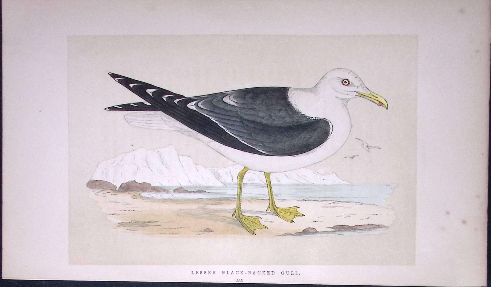 Black-Backed Gull Bird- Rev Morris First Edition Antique Woodblock Engraving-208: Title: Black-Backed Gull Bird- Rev Morris First Edition Antique Woodblock Engraving-208 Description: This Chromolithographic Woodblock Engraving Has Been Removed from a First Antique Edition of.