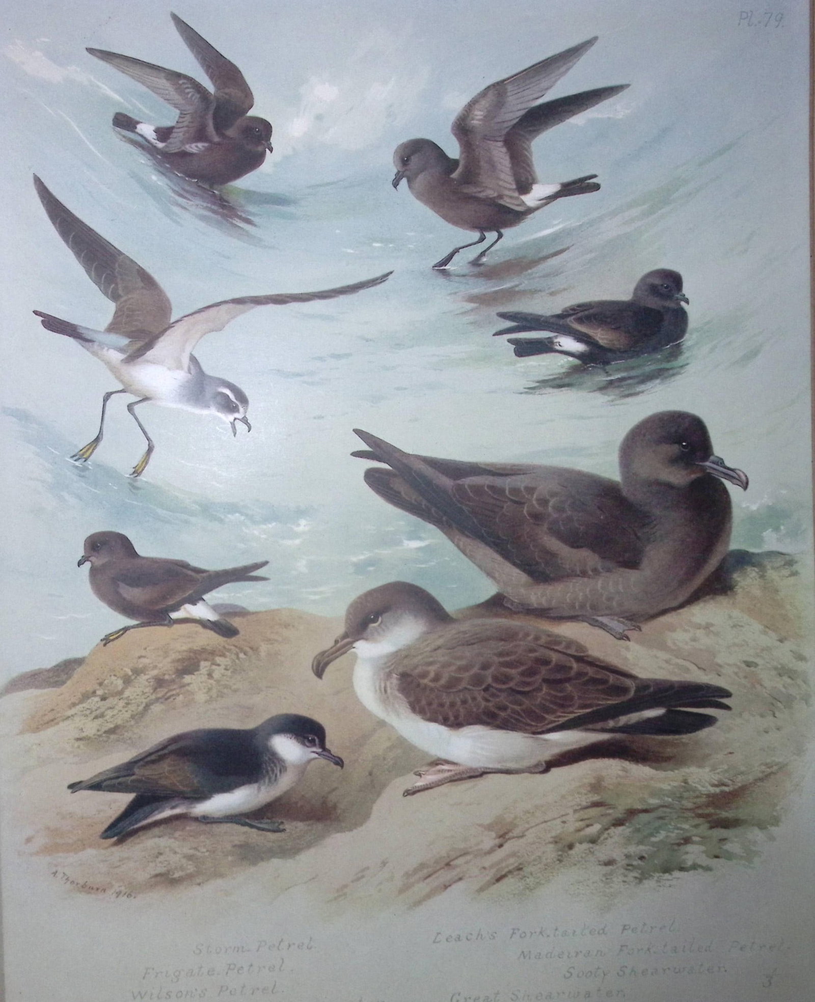 Archibald Thorburn Antique Scarce Bird Chromolithograph The Petrel Family-79: Title: Archibald Thorburn Antique Scarce Bird Chromolithograph The Petrel Family-79 Description: Archibald Thorburn, British Birds Longmans, Green and Co. London, 1916 Measures Approx 12.5