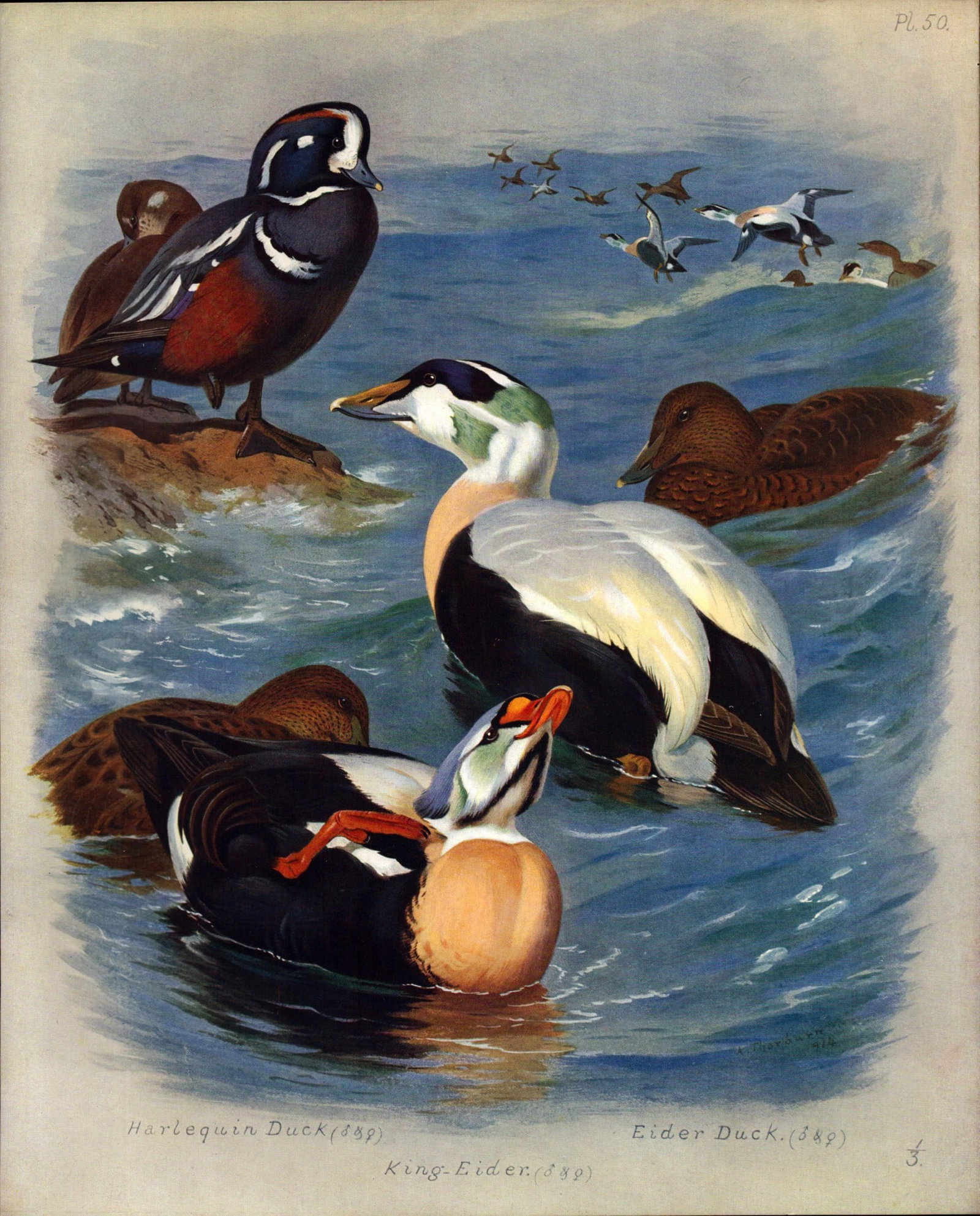 Archibald Thorburn Antique Scarce Large Bird Illustration The Duck Family -50.: Title: Archibald Thorburn Antique Scarce Large Bird Illustration The Duck Family -50. Description: This Antique Edition Illustration Was Removed from an Edition of. Archibald Thorburn, British Birds