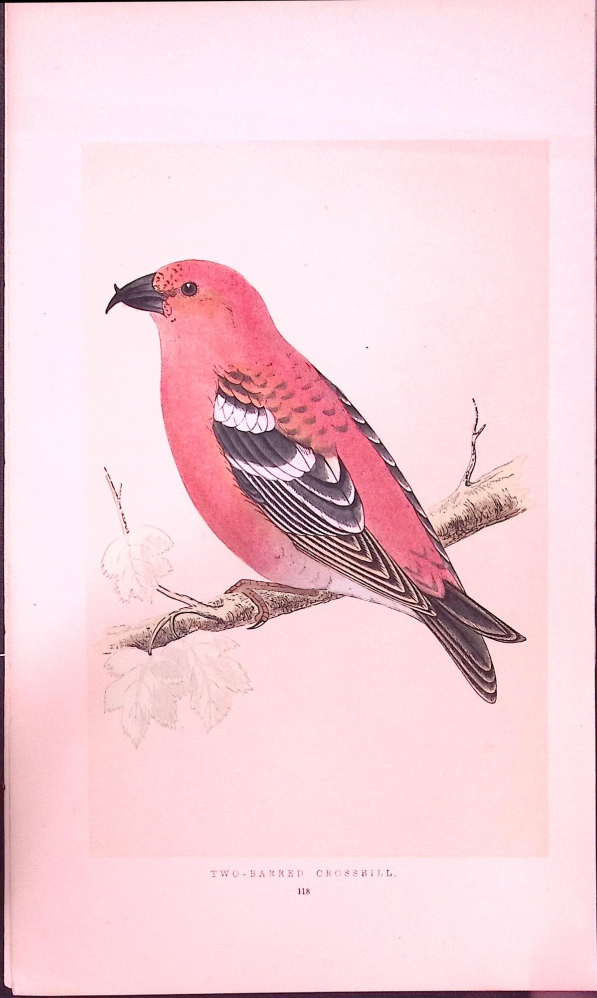 Two-Barred Crossbill Rev Morris First Edition Antique Woodblock Engraving-171: Title: Two-Barred Crossbill Rev Morris First Edition Antique Woodblock Engraving-171 Description: This Chromolithographic Woodblock Engraving Has Been Removed from a First Antique Edition of. Rev F O