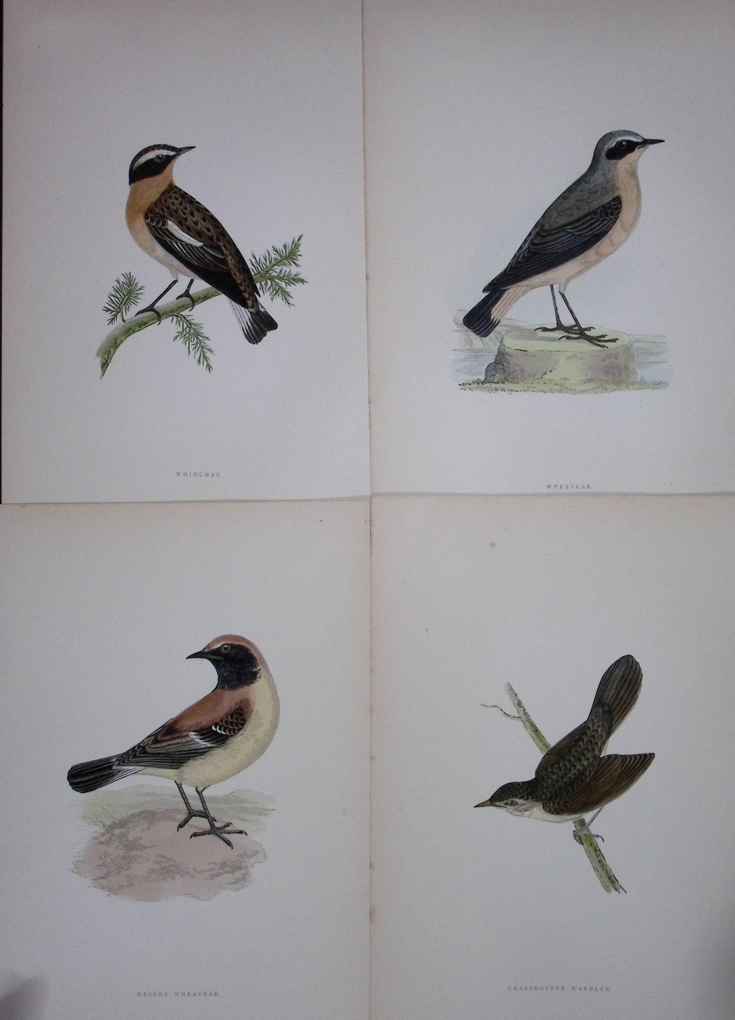 Job-Lot Rev Morris History of British Birds 130 Yrs-Old Antique Engravings-15: Title: Job-Lot Rev Morris History of British Birds 130 Yrs-Old Antique Engravings-15 Description: These 4 Chromolithographic Engraved Plates Has Been Removed from an Antique Edition of. Rev F O