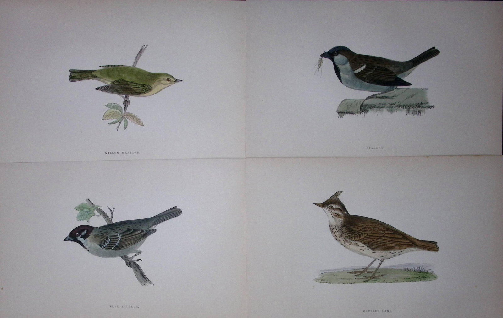Job-Lot Rev Morris History of British Birds 130 Yrs-Old Antique Engravings-6: Title: Job-Lot Rev Morris History of British Birds 130 Yrs-Old Antique Engravings-6 Description: These 4 Chromolithographic Engraved Plates Has Been Removed from an Antique Edition of. Rev F O Morris