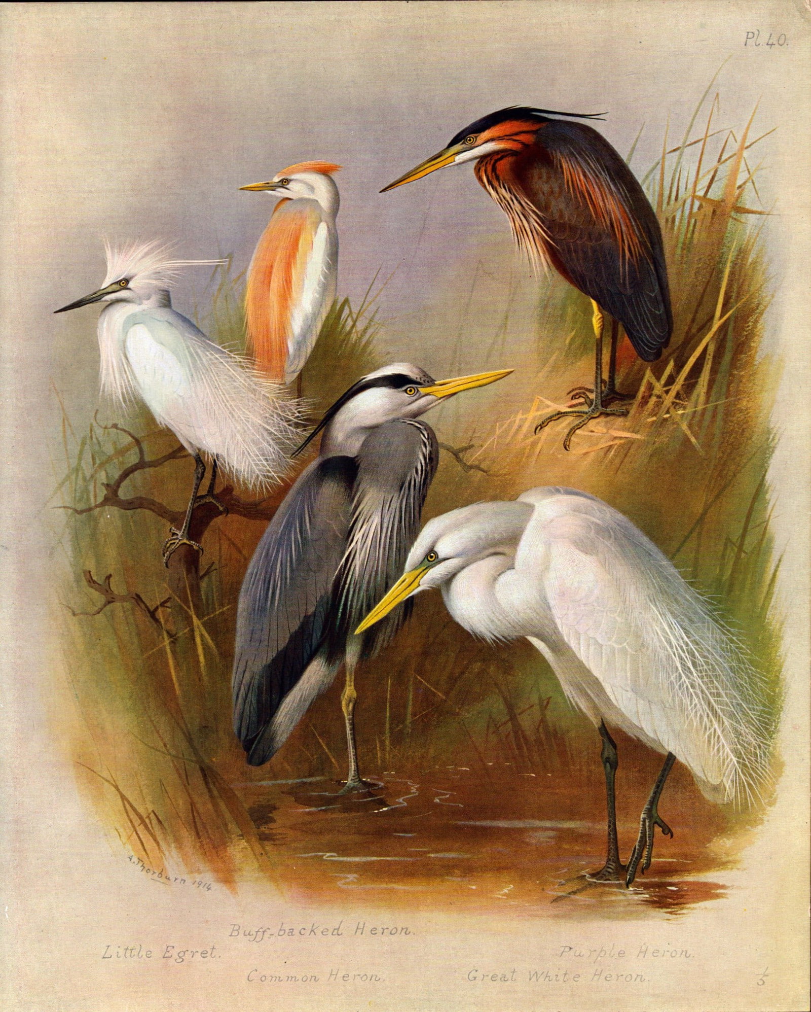 Archibald Thorburn Antique Scarce Bird Illustration The Heron Family-40: Title: Archibald Thorburn Antique Scarce Bird Illustration The Heron Family-40 Description: Archibald Thorburn, British Birds Longmans, Green and Co. London, 1916 Measures Approx 12.5̶