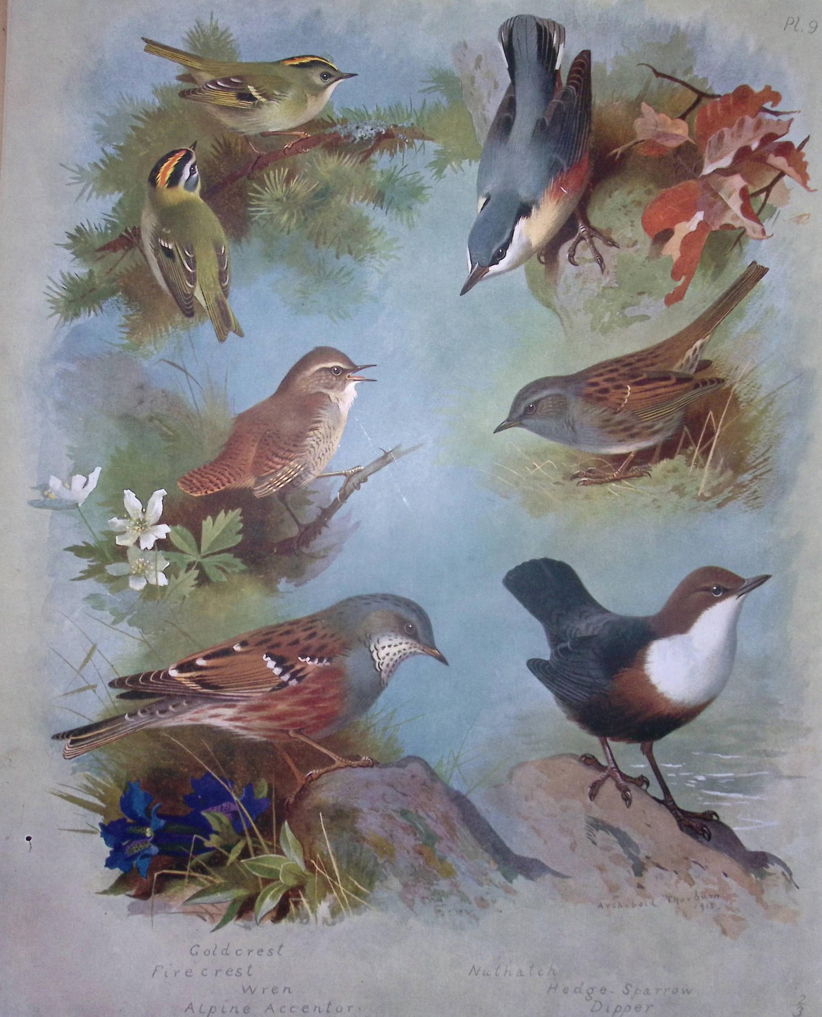 Thorburn Antique Scarce Lithograph Goldcrest, Wren Sparrow, Nuthatch-9: Title: Thorburn Antique Scarce Lithograph Goldcrest, Wren Sparrow, Nuthatch-9 Description: This Antique Edition Illustration Was Removed from an Edition of. Archibald Thorburn, British Birds