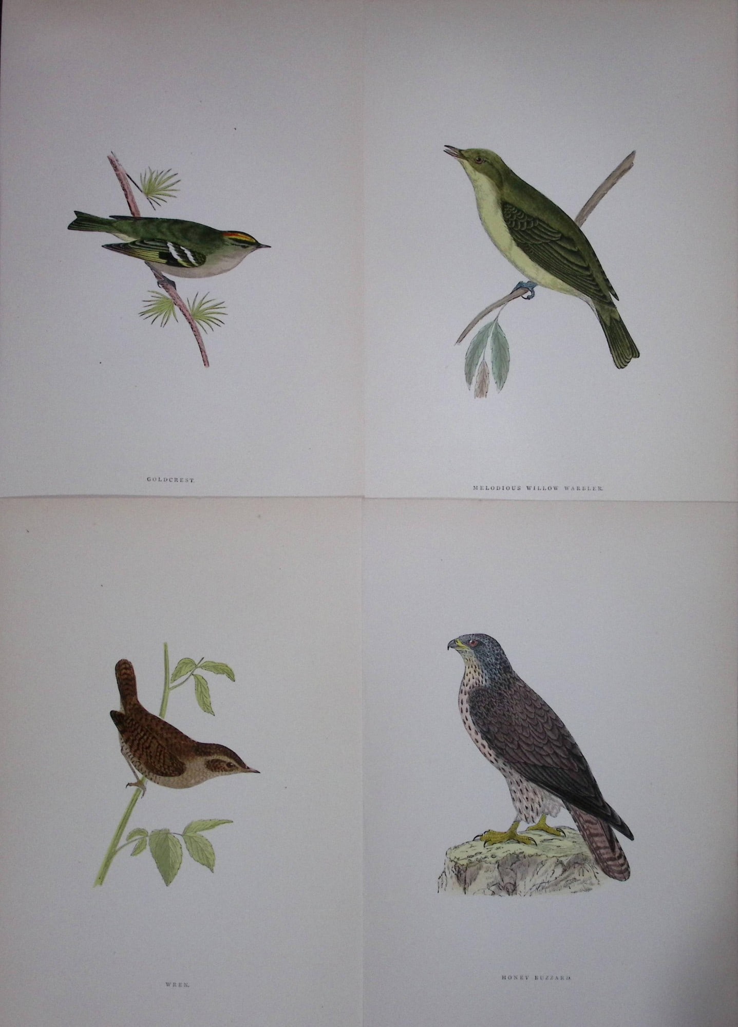 Job-Lot Rev Morris History of British Birds 130 Yrs-Old Antique Engravings-17: Title: Job-Lot Rev Morris History of British Birds 130 Yrs-Old Antique Engravings-17 Description: These 4 Chromolithographic Engraved Plates Has Been Removed from an Antique Edition of. Rev F O