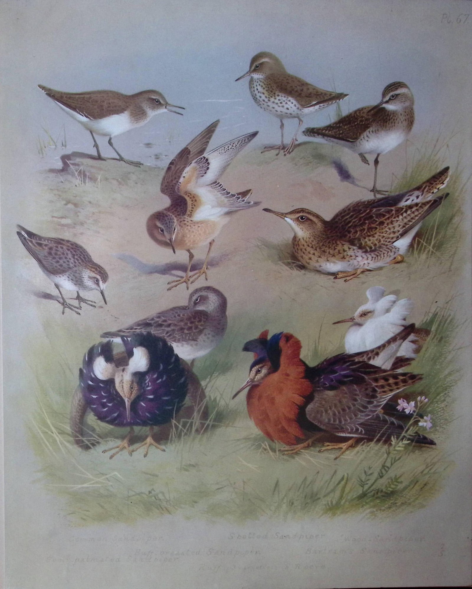 Thorburn Antique Scarce Bird Chromolithograph The Sandpiper Family-67: Title: Thorburn Antique Scarce Bird Chromolithograph The Sandpiper Family-67 Description: This Antique Edition Illustration Was Removed from an Edition of. Archibald Thorburn, British Bird