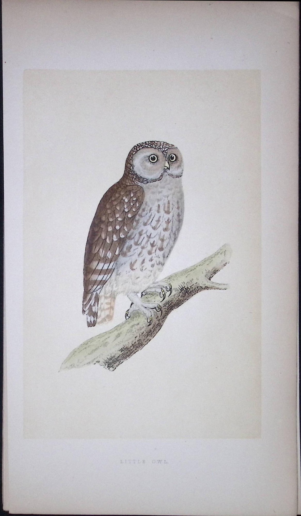 Little Owl Bird- Rev Morris First Edition Antique Woodblock Engraving-30: Title: Little Owl Bird- Rev Morris First Edition Antique Woodblock Engraving-30 Description: This Chromolithographic Woodblock Engraving Has Been Removed from a First Antique Edition of. Rev F