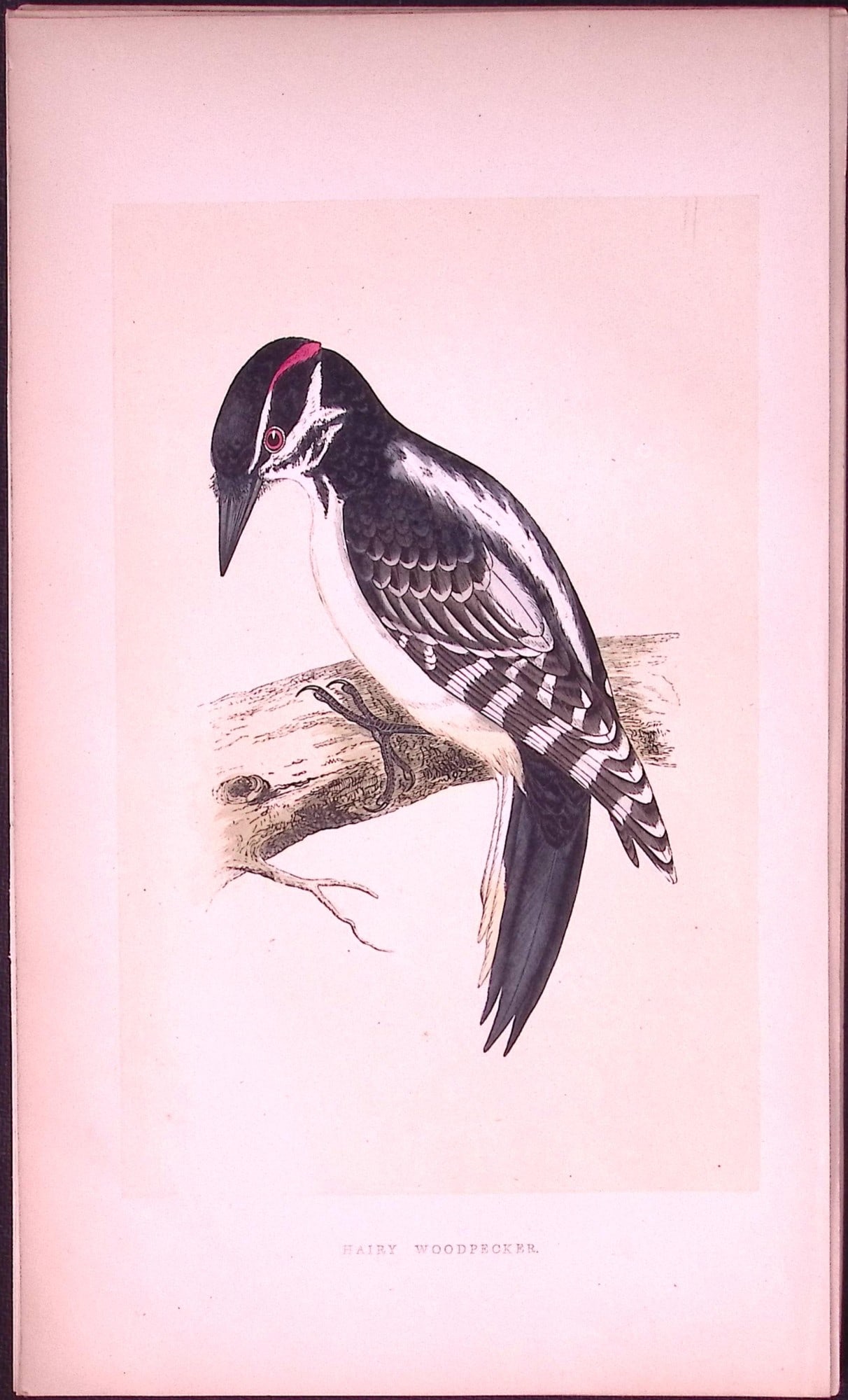 Hairy Woodpecker Bird- Rev Morris First Edition Antique Woodblock Engraving-121: Title: Hairy Woodpecker Bird- Rev Morris First Edition Antique Woodblock Engraving-121 Description: This Chromolithographic Woodblock Engraving Has Been Removed from a First Antique Edition of.