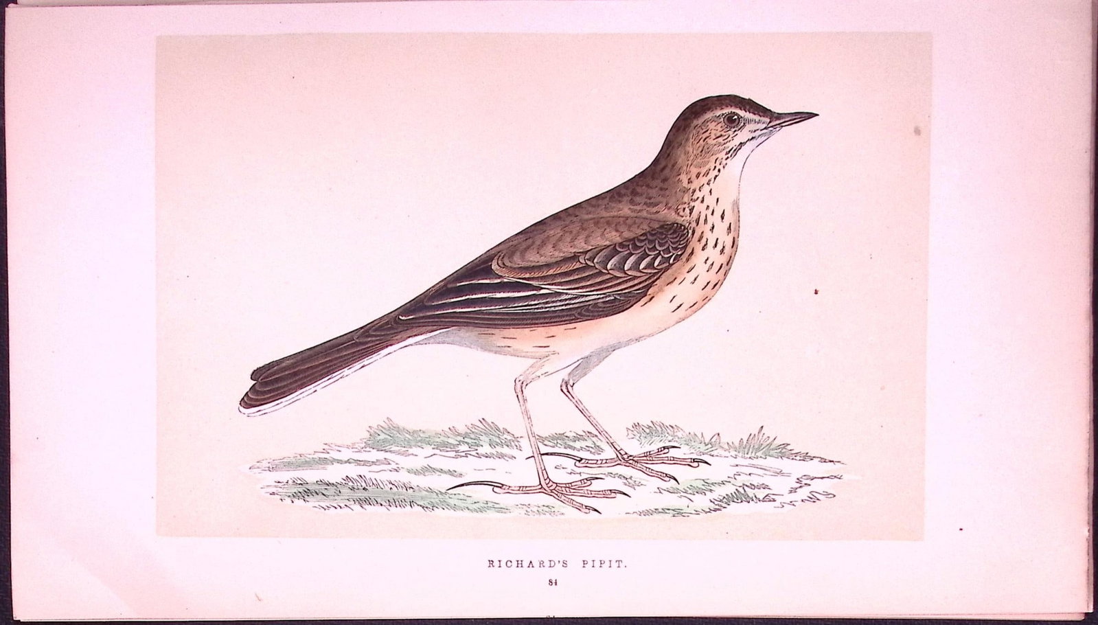 Richard’s Pipit Bird- Rev Morris First Edition Antique Woodblock Engraving-139: Title: Richard’s Pipit Bird- Rev Morris First Edition Antique Woodblock Engraving-139 Description: This Chromolithographic Woodblock Engraving Has Been Removed from a First Antique Edition of.