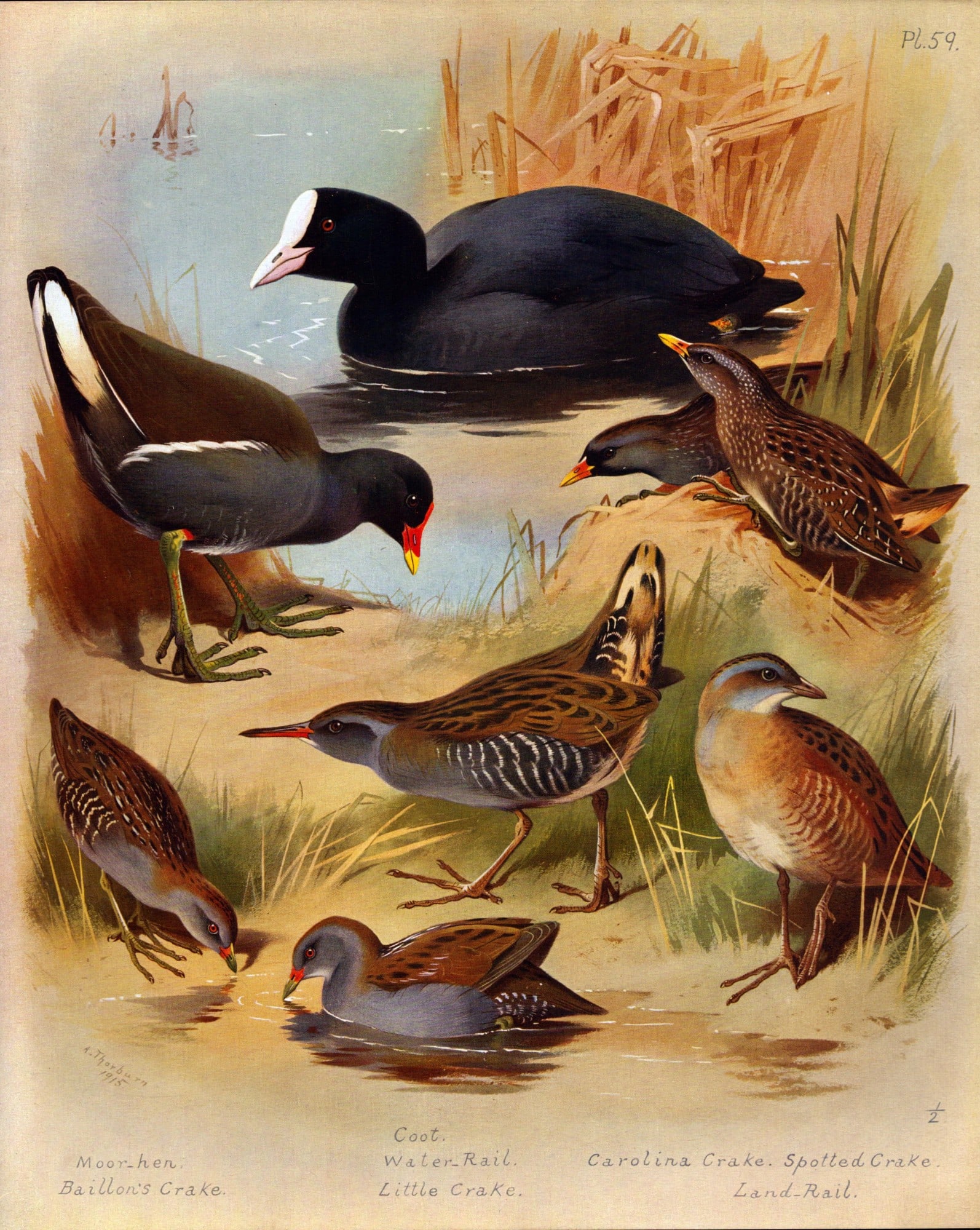 Archibald Thorburn Antique Scarce Large Bird Print Marshland Varieties - 59.: Title: Archibald Thorburn Antique Scarce Large Bird Print Marshland Varieties - 59. Description: This Antique Edition Illustration Was Removed from an Edition of. Archibald Thorburn, Briti