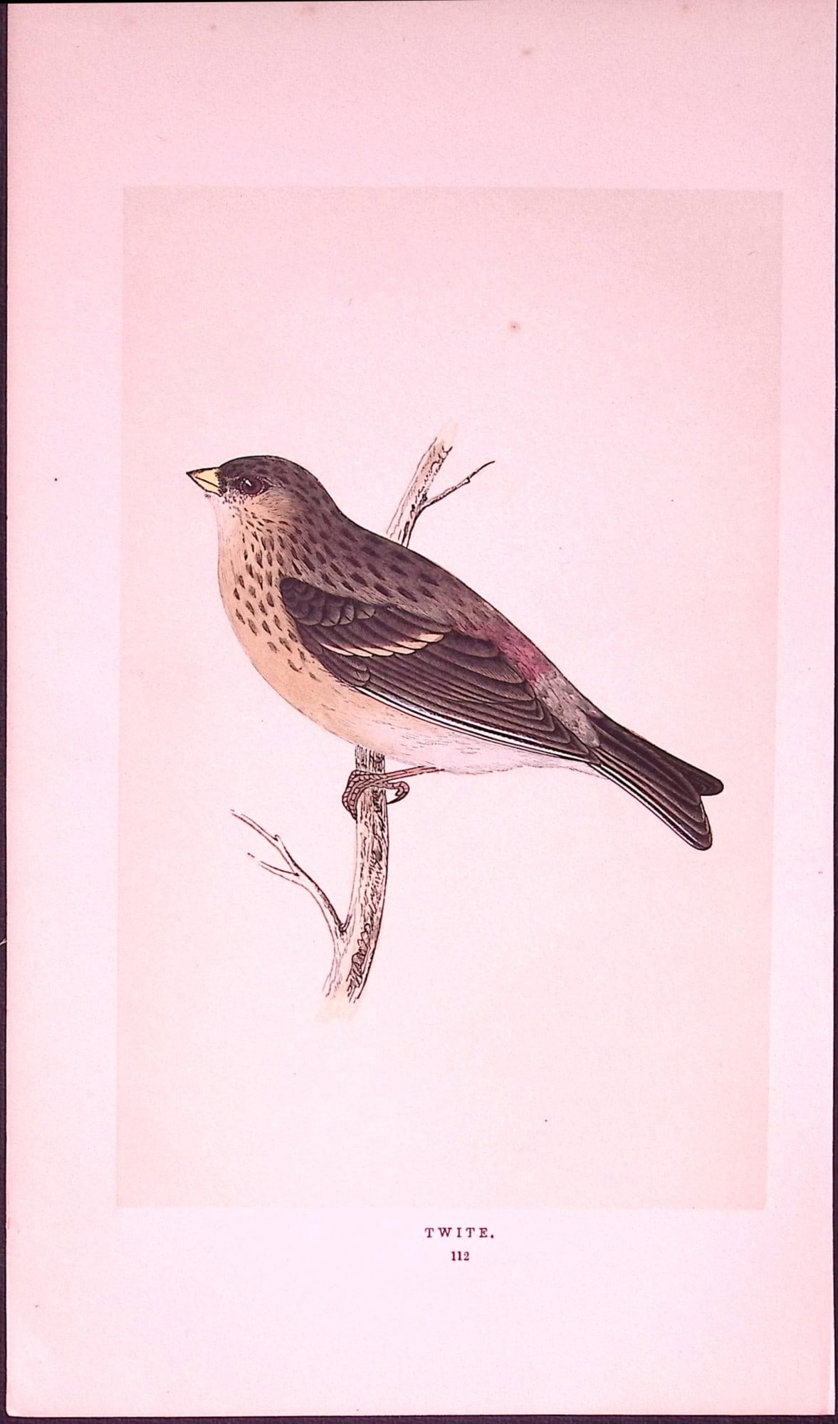 Twite Rev Morris First Edition Antique Woodblock Engraving-166: Title: Twite Rev Morris First Edition Antique Woodblock Engraving-166 Description: This Chromolithographic Woodblock Engraving Has Been Removed from a First Antique Edition of. Rev F O Morris A