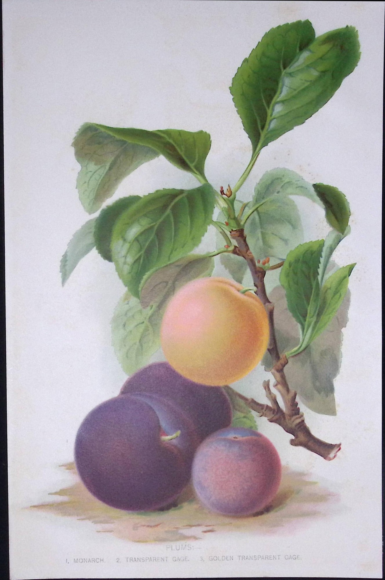 Selection Species of Plums Antique Edwardian Robert Thompson Coloured Print-7 (1 of 2)