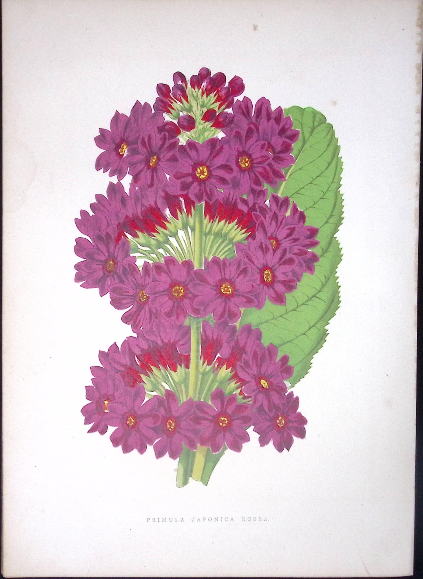 Japanese Primrose Flower Antique Shirley Hibbard Greenhouse Coloured Print-24: Title: Japanese Primrose Flower Antique Shirley Hibbard Greenhouse Coloured Print-24 Description: This Coloured Antique Print Measure Approximately 9.5” X 6.5” (Inches) 274. x 241.3