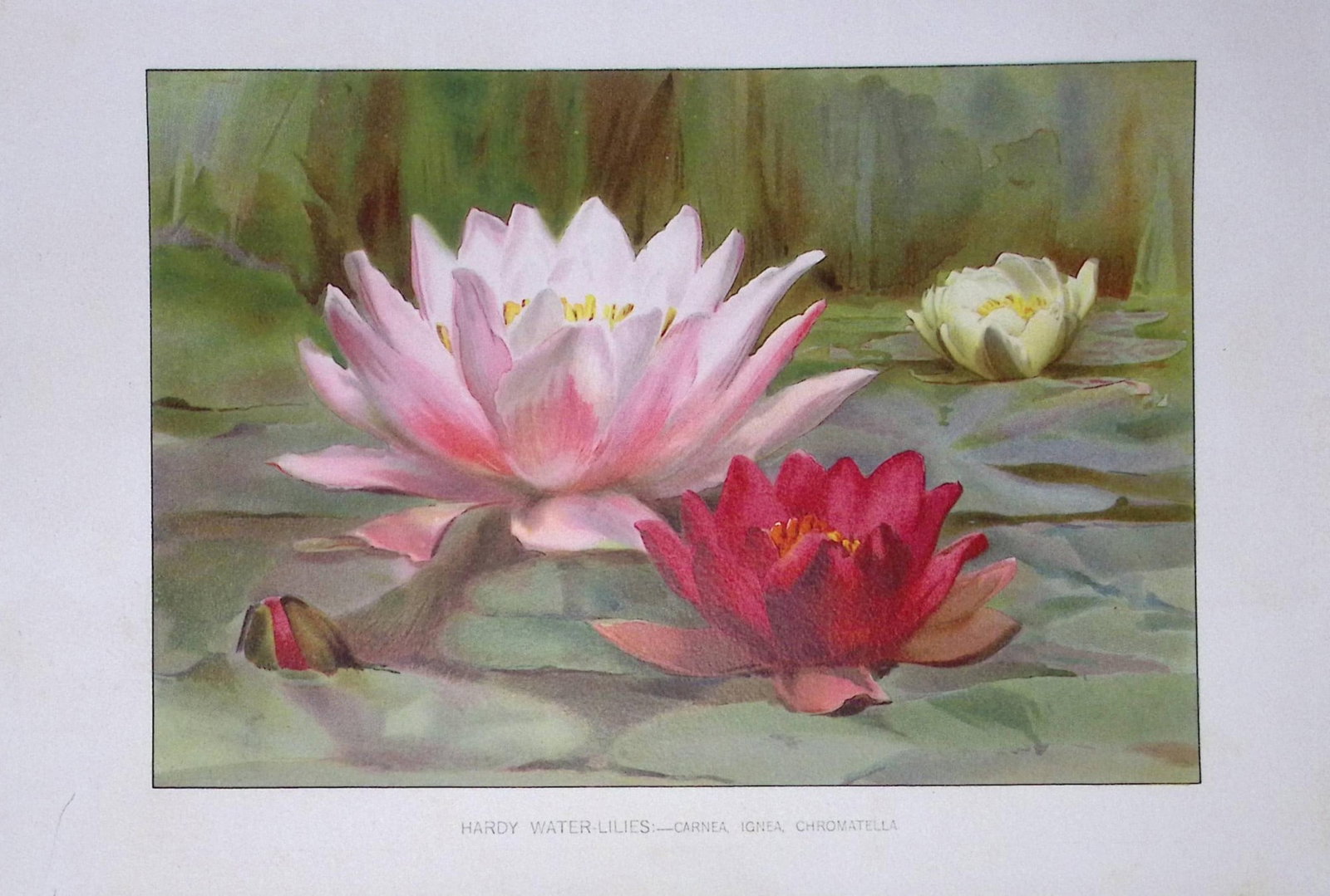 Hardy Water-Lillies Flower Antique Edwardian Robert Thompson Coloured Print-8 (1 of 2)