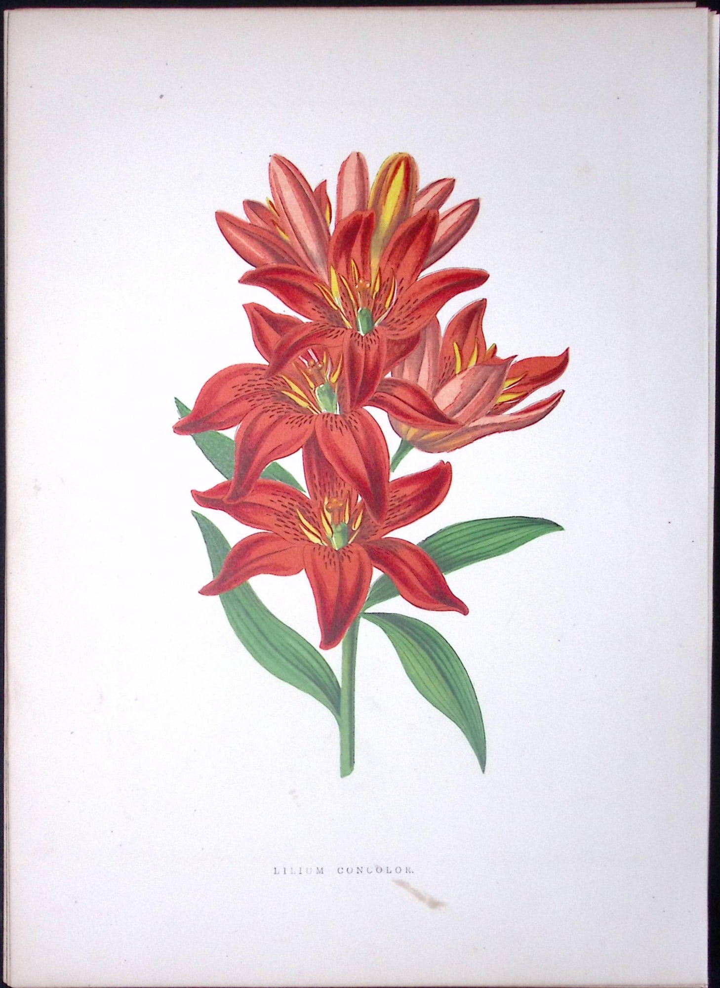 Morning Star Lily Flower Antique Shirley Hibbard Greenhouse Coloured Print-12: Title: Morning Star Lily Flower Antique Shirley Hibbard Greenhouse Coloured Print-12 Description: This Coloured Antique Print Measure Approximately 9.5” X 6.5” (Inches) 274. x 241.3