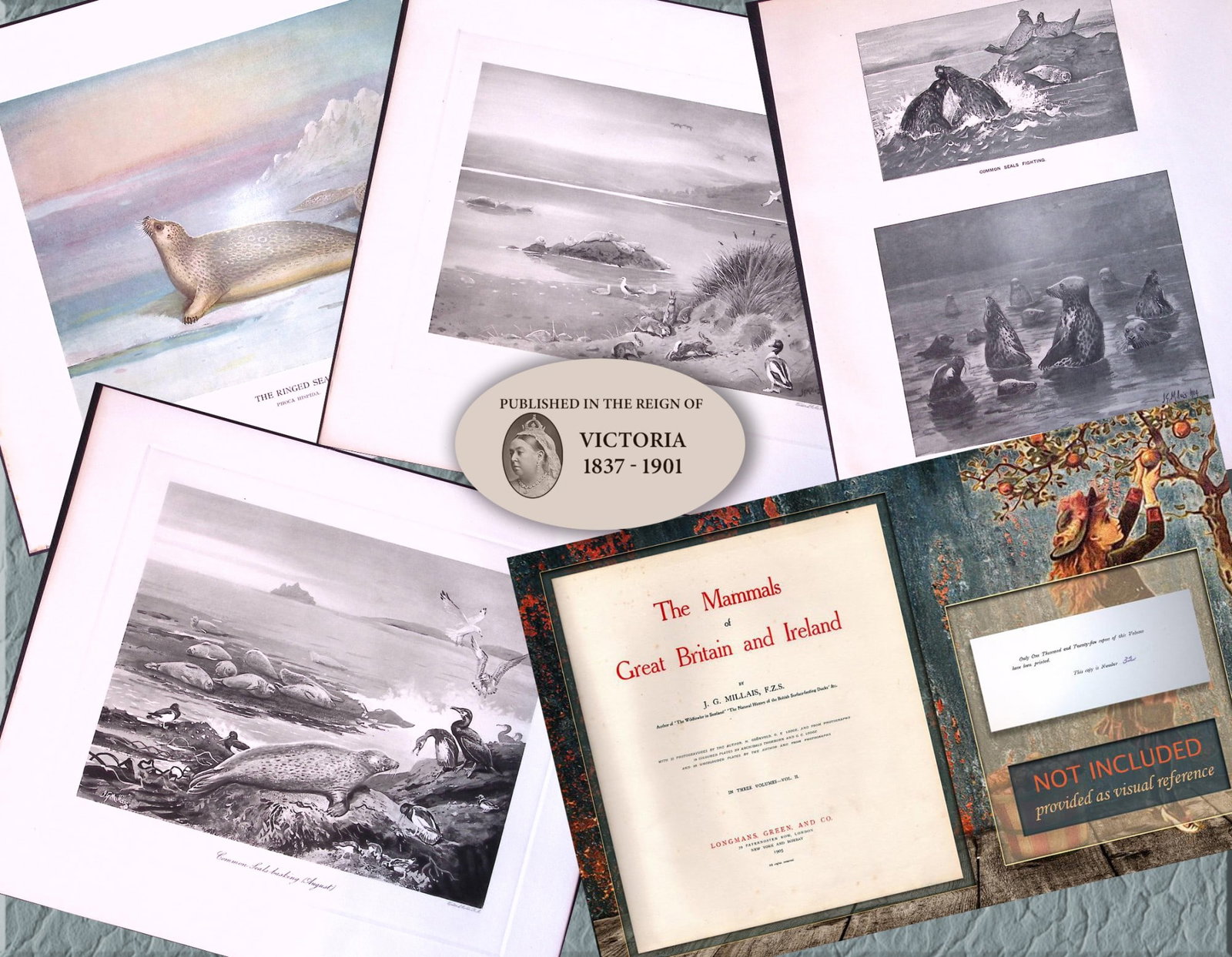 Job-Lot J.G. Millais Rare Limited-Edition Seal Family Species Antique Prints-15 (1 of 7)