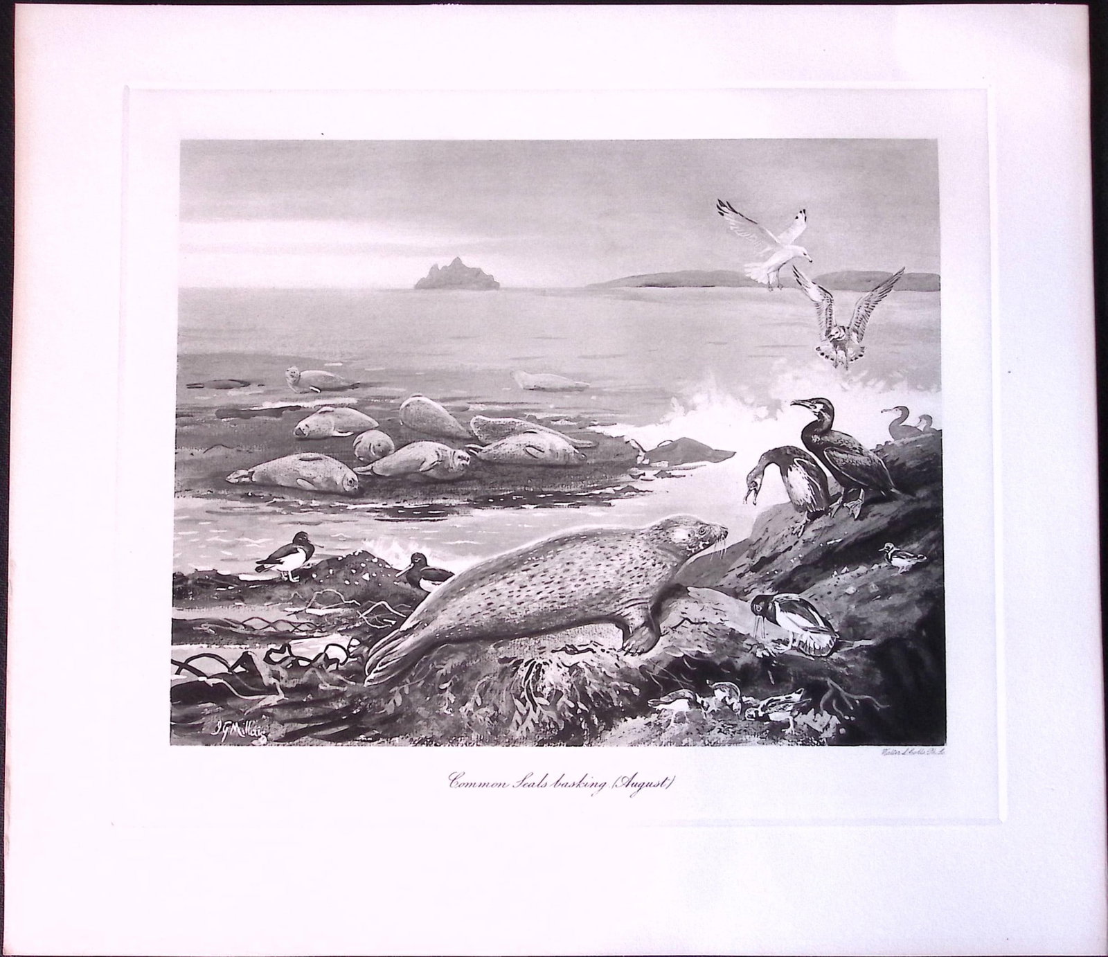 Job-Lot J.G. Millais Rare Limited-Edition Seal Family Species Antique Prints-15 - 3