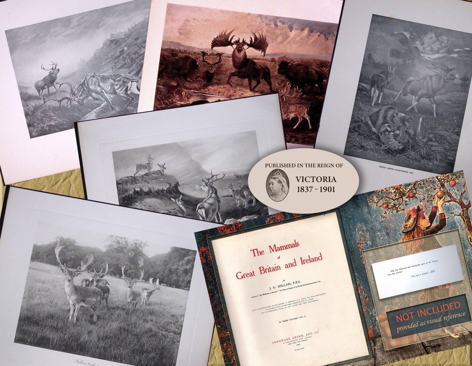 Job-Lot J.G. Millais Rare Limited-Edition Stag Family Species Antique Prints-17 (1 of 8)
