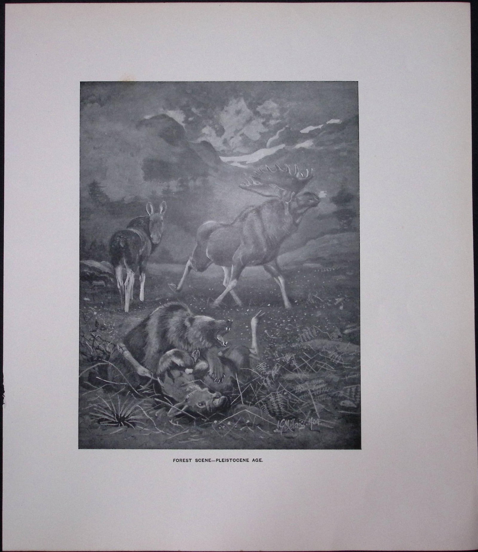 Job-Lot J.G. Millais Rare Limited-Edition Stag Family Species Antique Prints-17 - 5