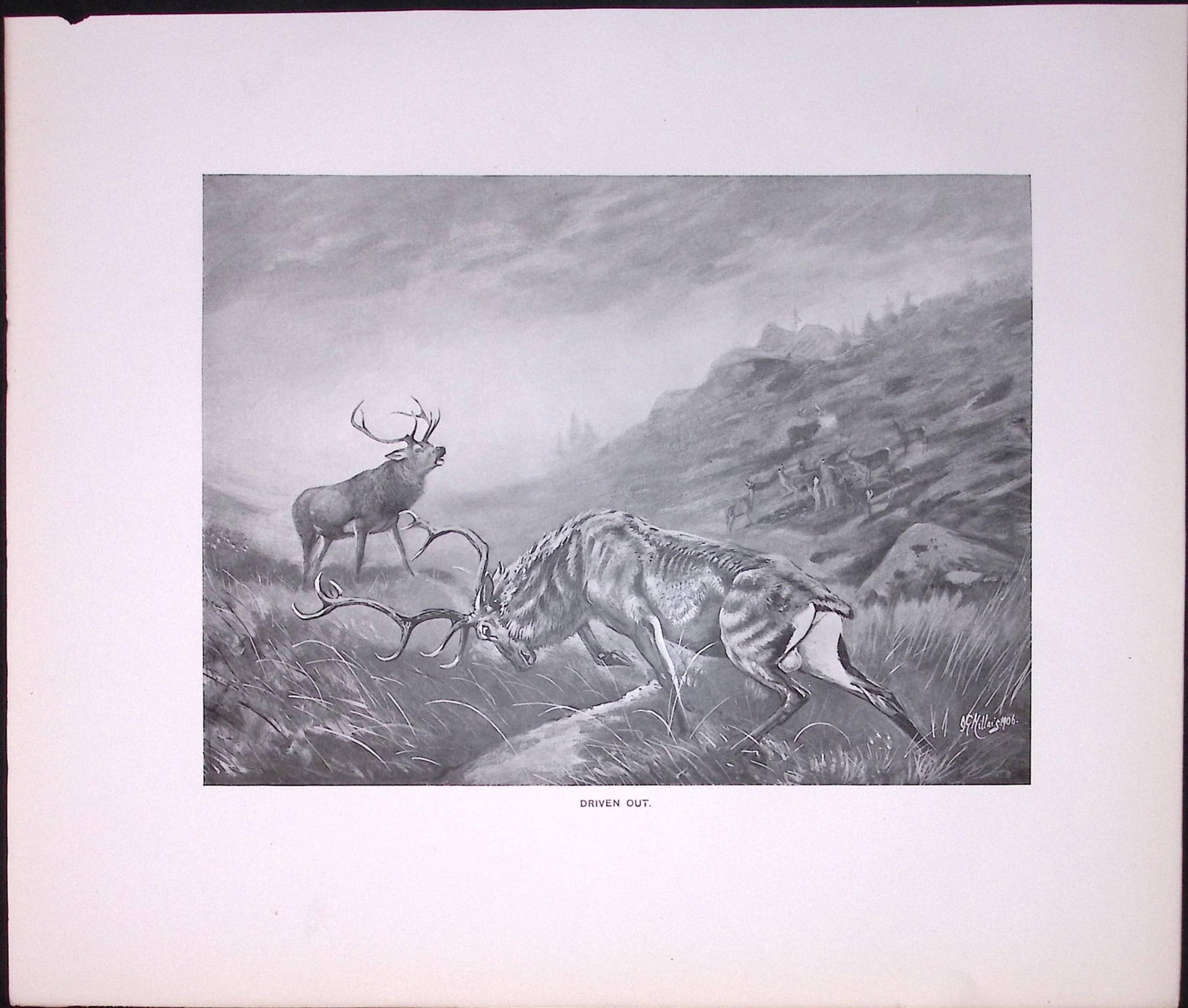 Job-Lot J.G. Millais Rare Limited-Edition Stag Family Species Antique Prints-17 - 6