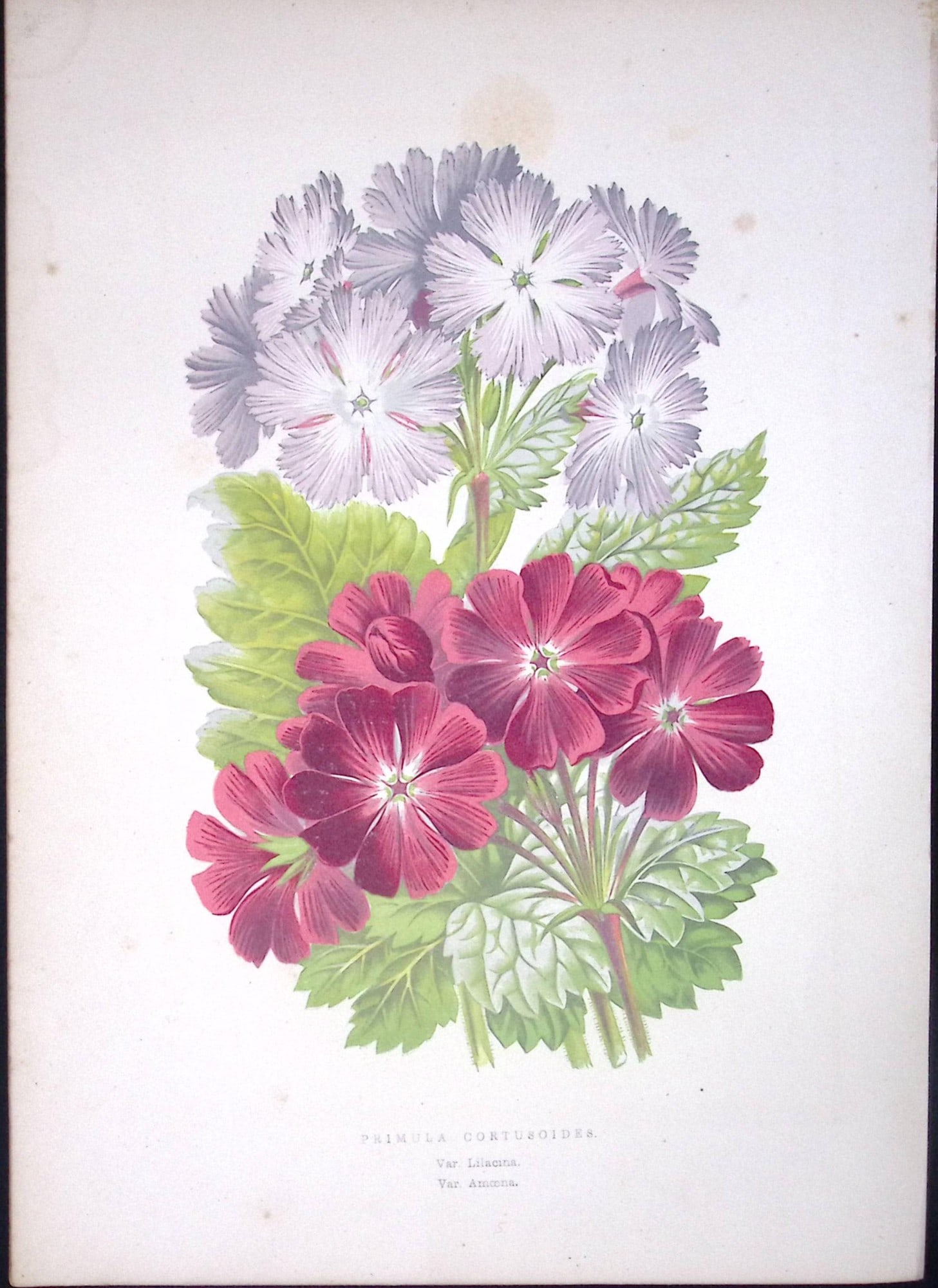 Primula Cortusoides Flower Antique Shirley Hibbard Greenhouse Coloured Print-23: Title: Primula Cortusoides Flower Antique Shirley Hibbard Greenhouse Coloured Print-23 Description: This Coloured Antique Print Measure Approximately 9.5” X 6.5” (Inches) 274. x
