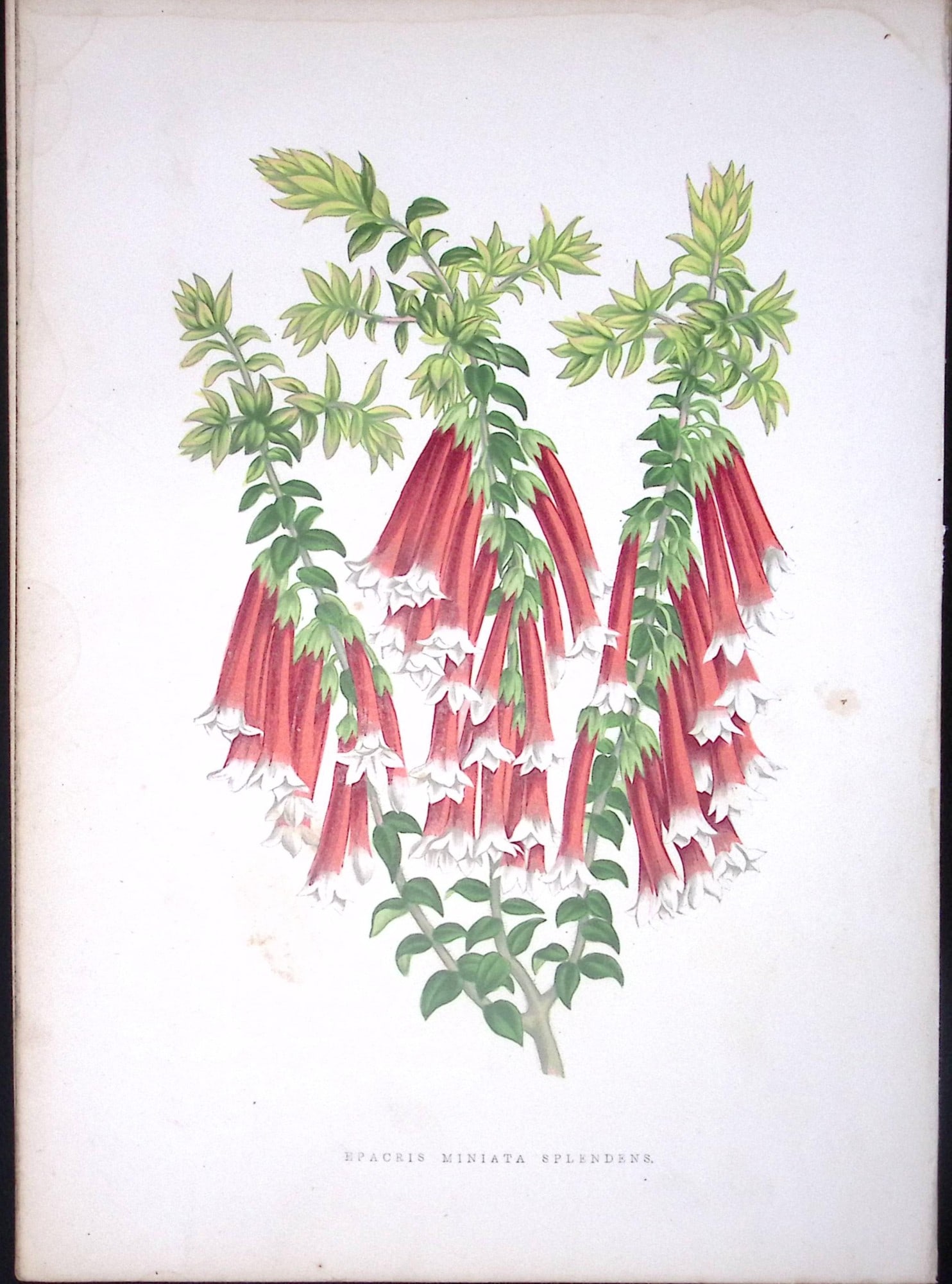Epacris Miniata Flower Antique Shirley Hibbard Greenhouse Coloured Print-27: Title: Epacris Miniata Flower Antique Shirley Hibbard Greenhouse Coloured Print-27 Description: This Coloured Antique Print Measure Approximately 9.5” X 6.5” (Inches) 274. x 241.3