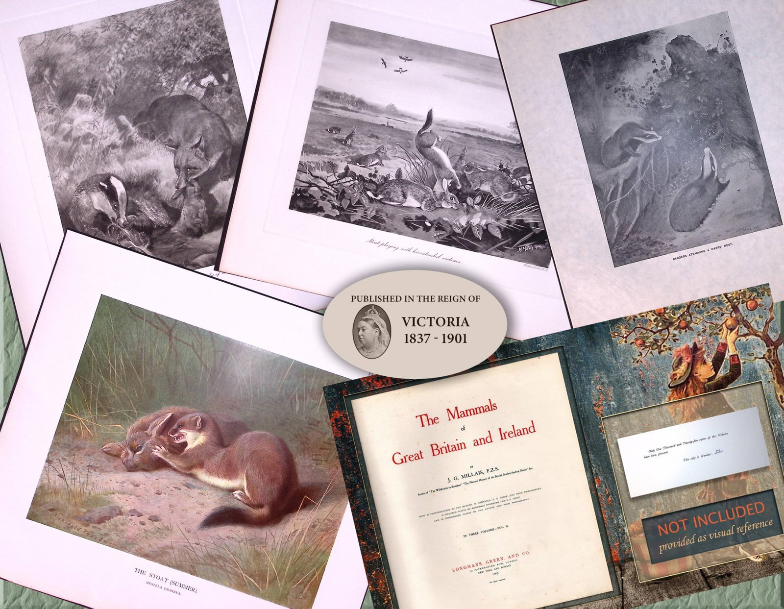 Job-Lot J.G. Millais Rare Limited-Edition Stoats & Badgers Antique Prints-20 (1 of 7)