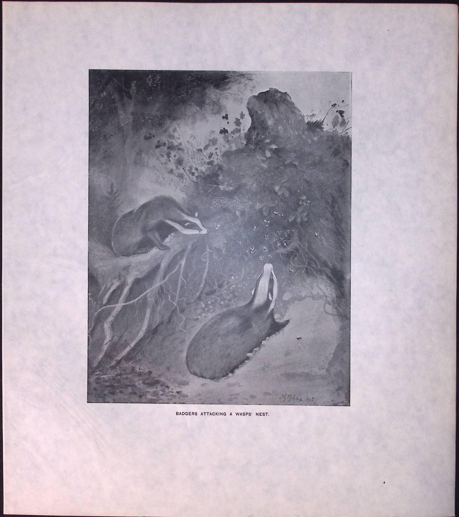 Job-Lot J.G. Millais Rare Limited-Edition Stoats & Badgers Antique Prints-20 - 4
