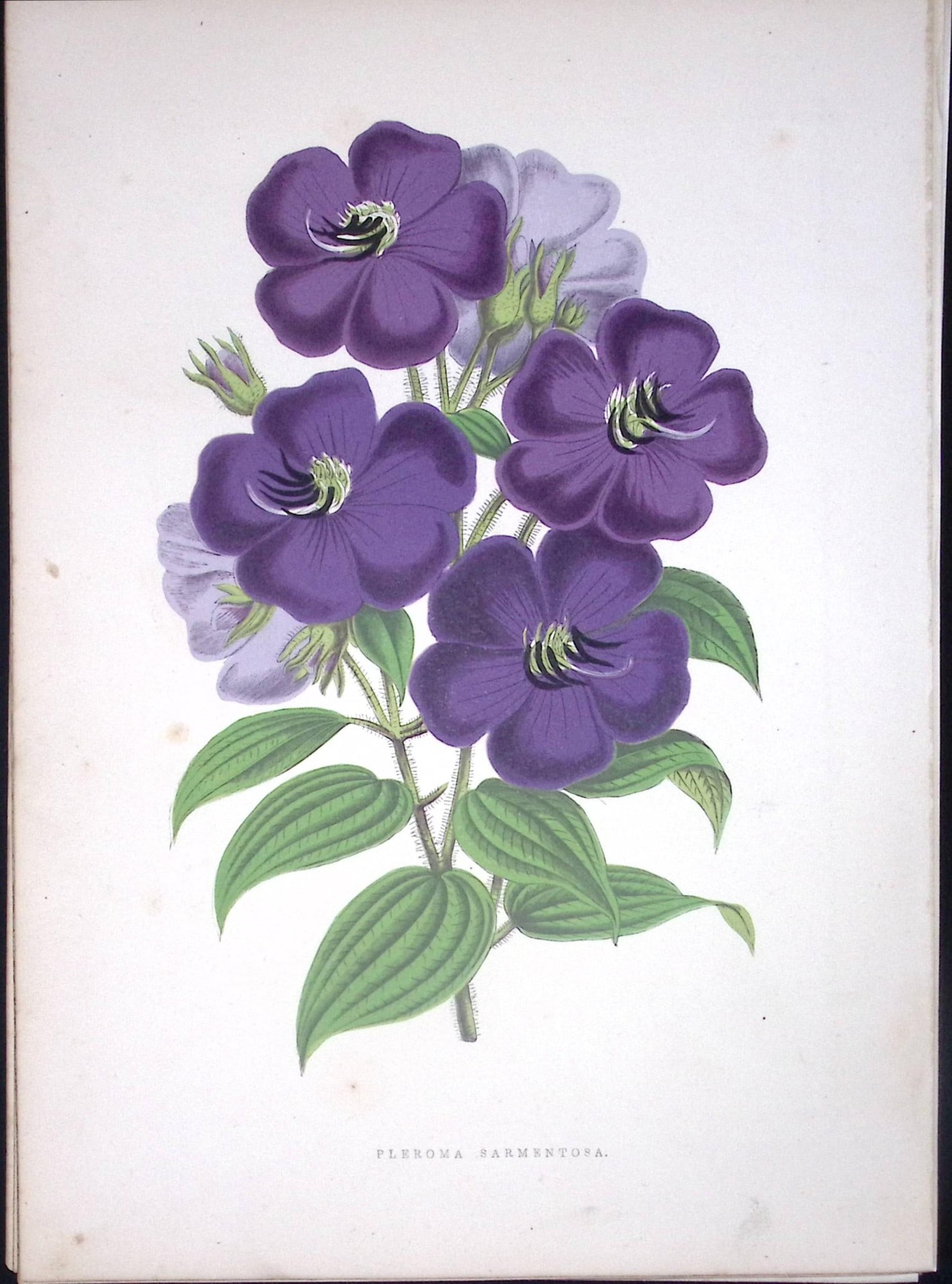 Pleroma Sarmentosa Flower Antique Shirley Hibbard Greenhouse Coloured Print-20: Title: Pleroma Sarmentosa Flower Antique Shirley Hibbard Greenhouse Coloured Print-20 Description: This Coloured Antique Print Measure Approximately 9.5” X 6.5” (Inches) 274.