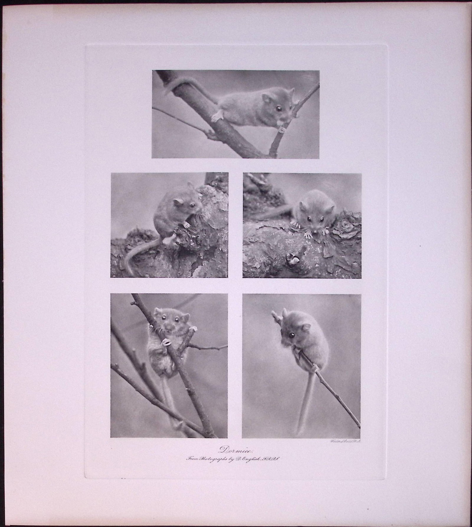 Job-Lot J.G. Millais Rare Limited-Edition Rats, Mice, Weasel, Antique Prints-27 - 3