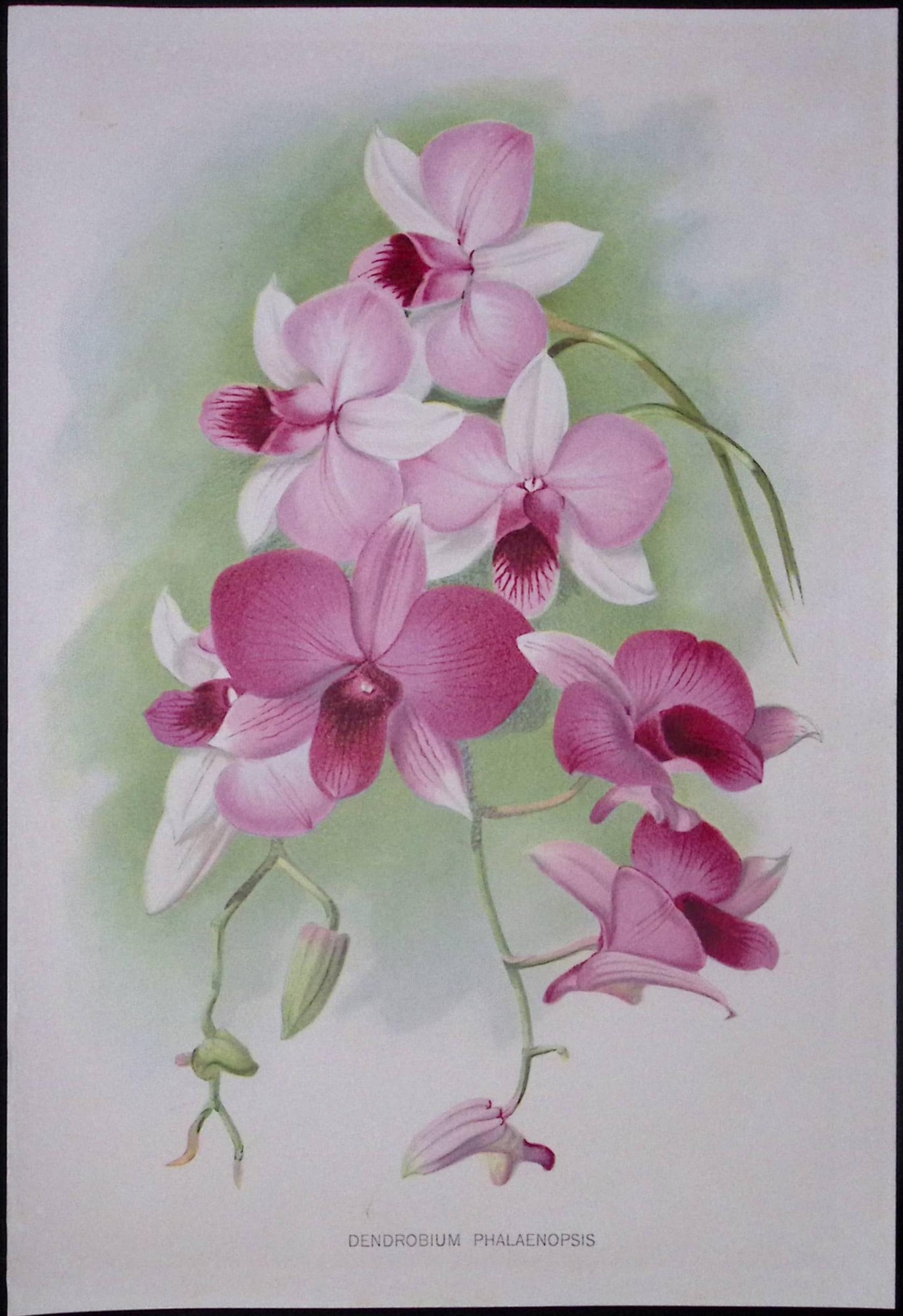 Dendrobium Orchid Flower Antique Edwardian Robert Thompson Print-11: Title: Dendrobium Orchid Flower Antique Edwardian Robert Thompson Print-11 Description: This Coloured Antique Print Measure Approximately 10.5” X 6.5” (Inches) 274. x 213.36 (mm).