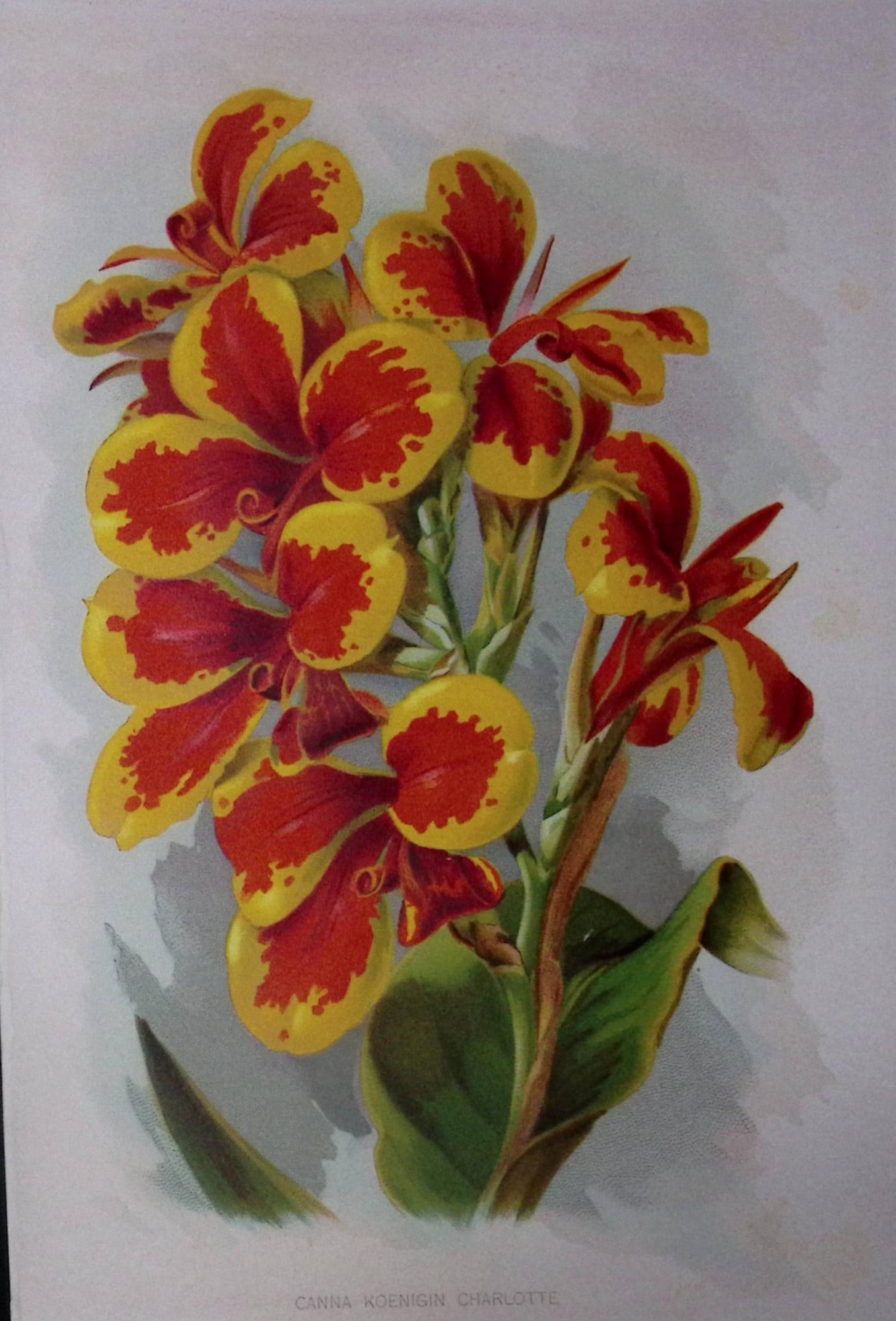 Canna Charlotte Flower Antique Edwardian Robert Thompson Print-16: Title: Canna Charlotte Flower Antique Edwardian Robert Thompson Print-16 Description: This Coloured Antique Print Measure Approximately 10.5” X 6.5” (Inches) 274. x 213.36 (mm). And