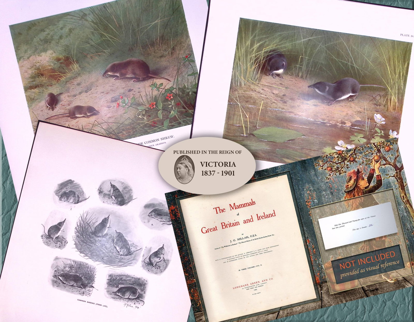 Job-Lot J.G. Millais Rare Limited-Edition Shrew Family Species Antique Prints-26 (1 of 6)