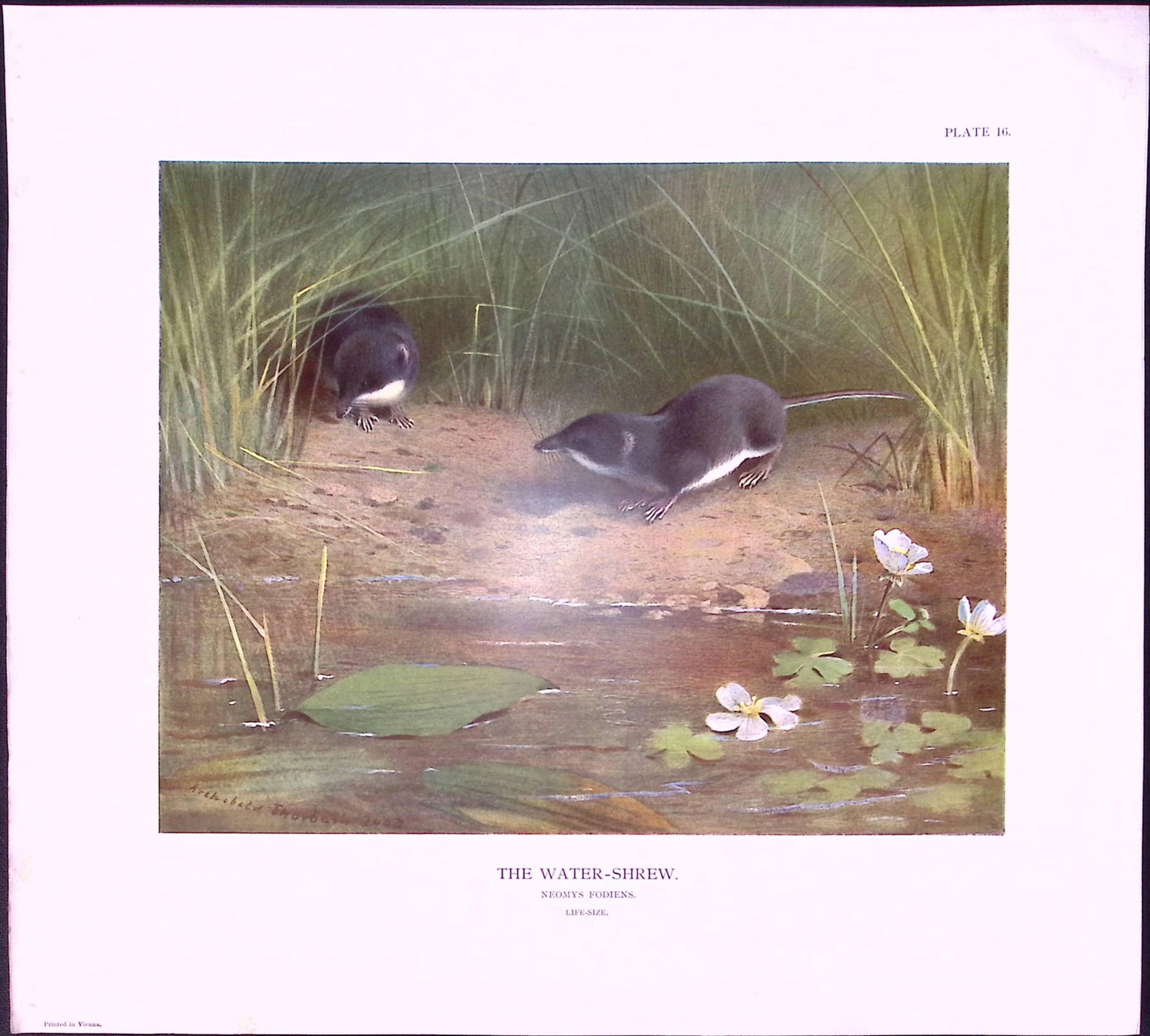 Job-Lot J.G. Millais Rare Limited-Edition Shrew Family Species Antique Prints-26 - 3