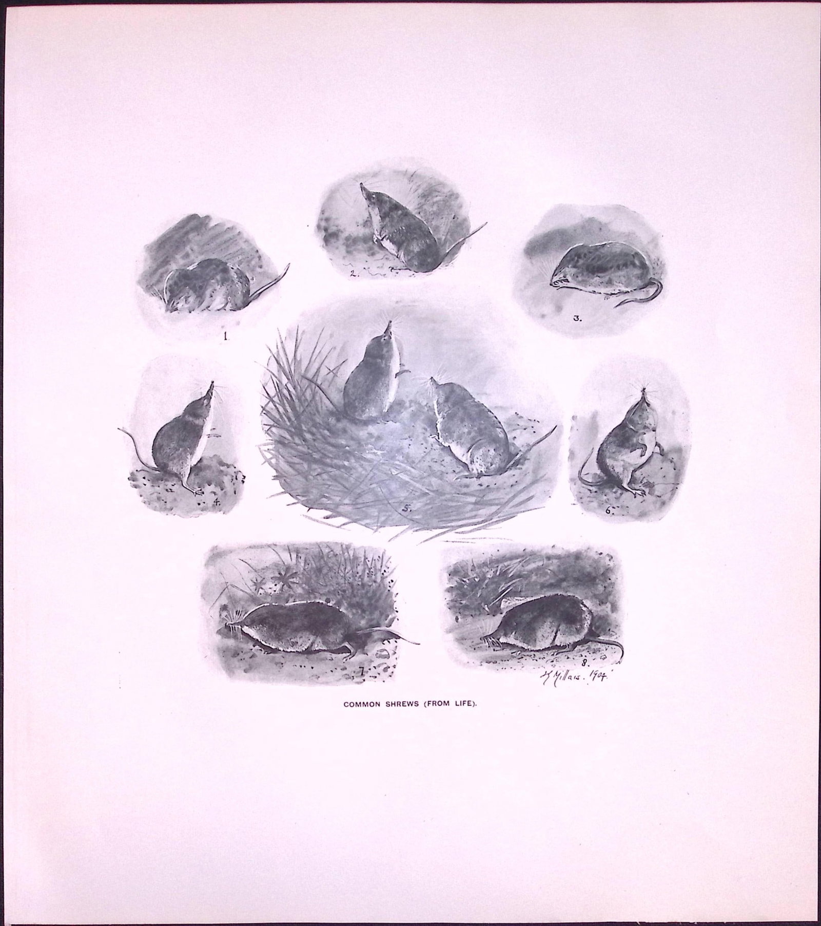 Job-Lot J.G. Millais Rare Limited-Edition Shrew Family Species Antique Prints-26 - 4