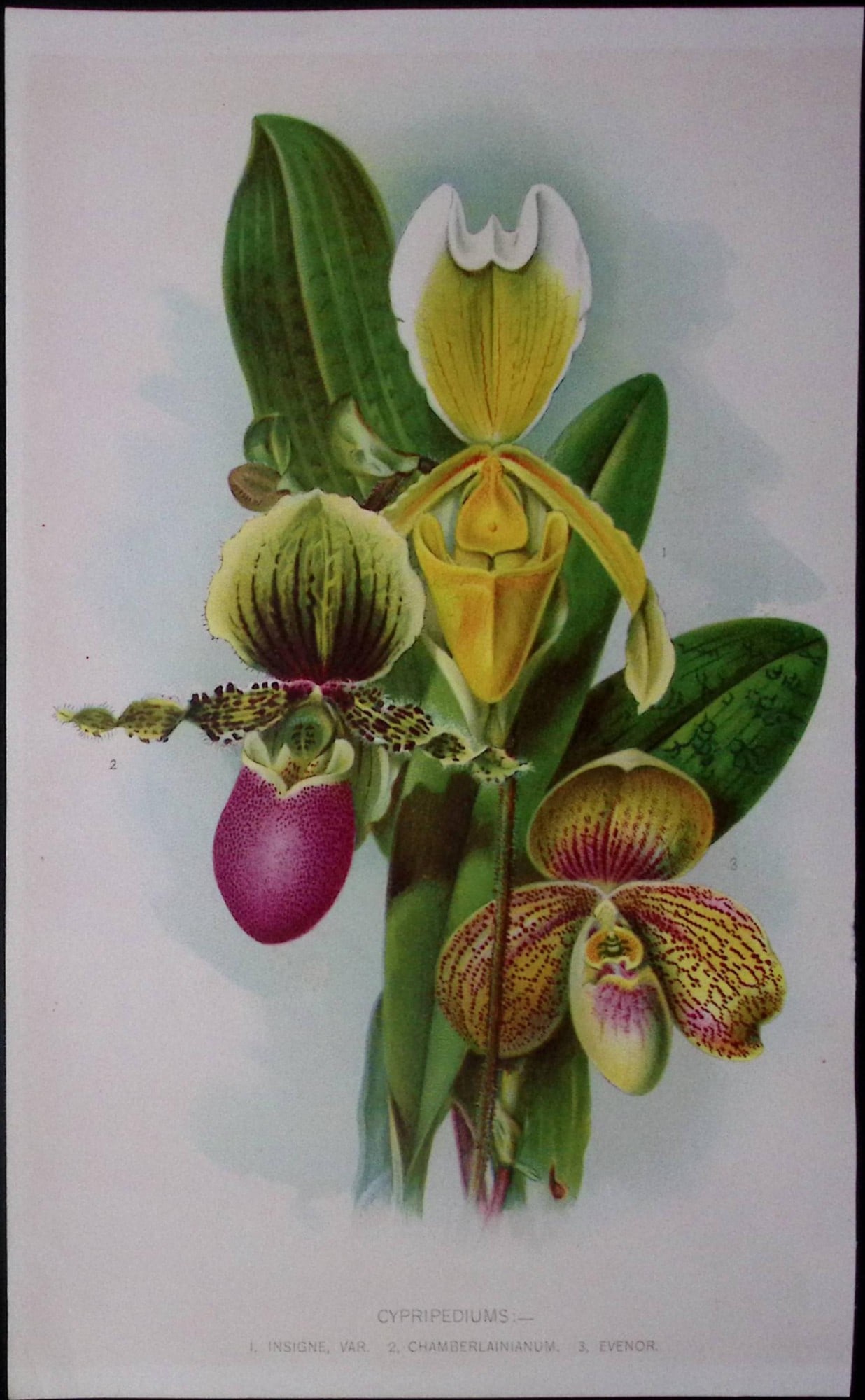 Cypripediums Orchids Antique Edwardian Robert Thompson Print-18: Title: Cypripediums Orchids Antique Edwardian Robert Thompson Print-18 Description: This Coloured Antique Print Measure Approximately 10.5” X 6.5” (Inches) 274. x 213.36 (mm). And